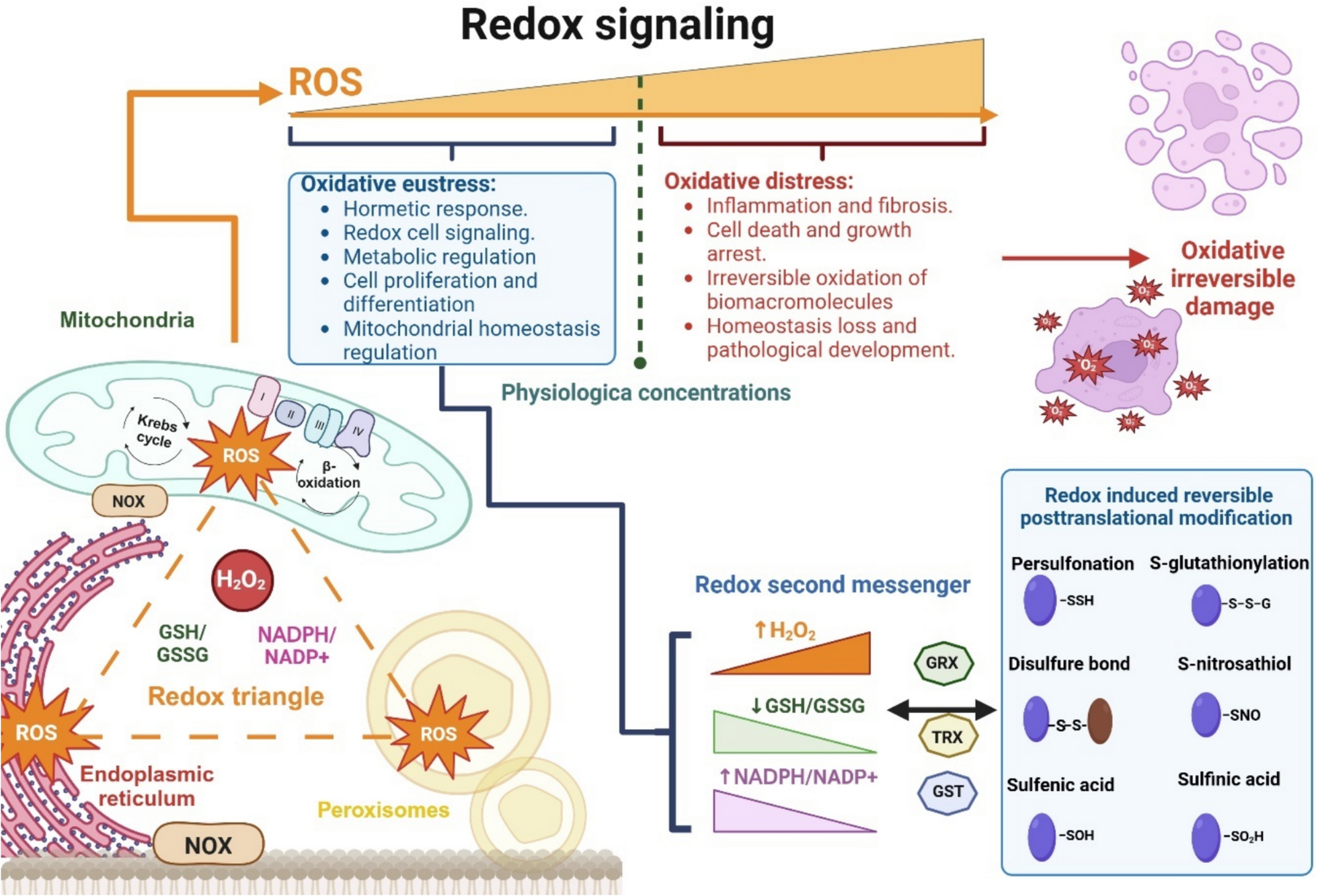 The role of redox signaling in mitochondria and endoplasmic reticulum regulation in kidney diseases
