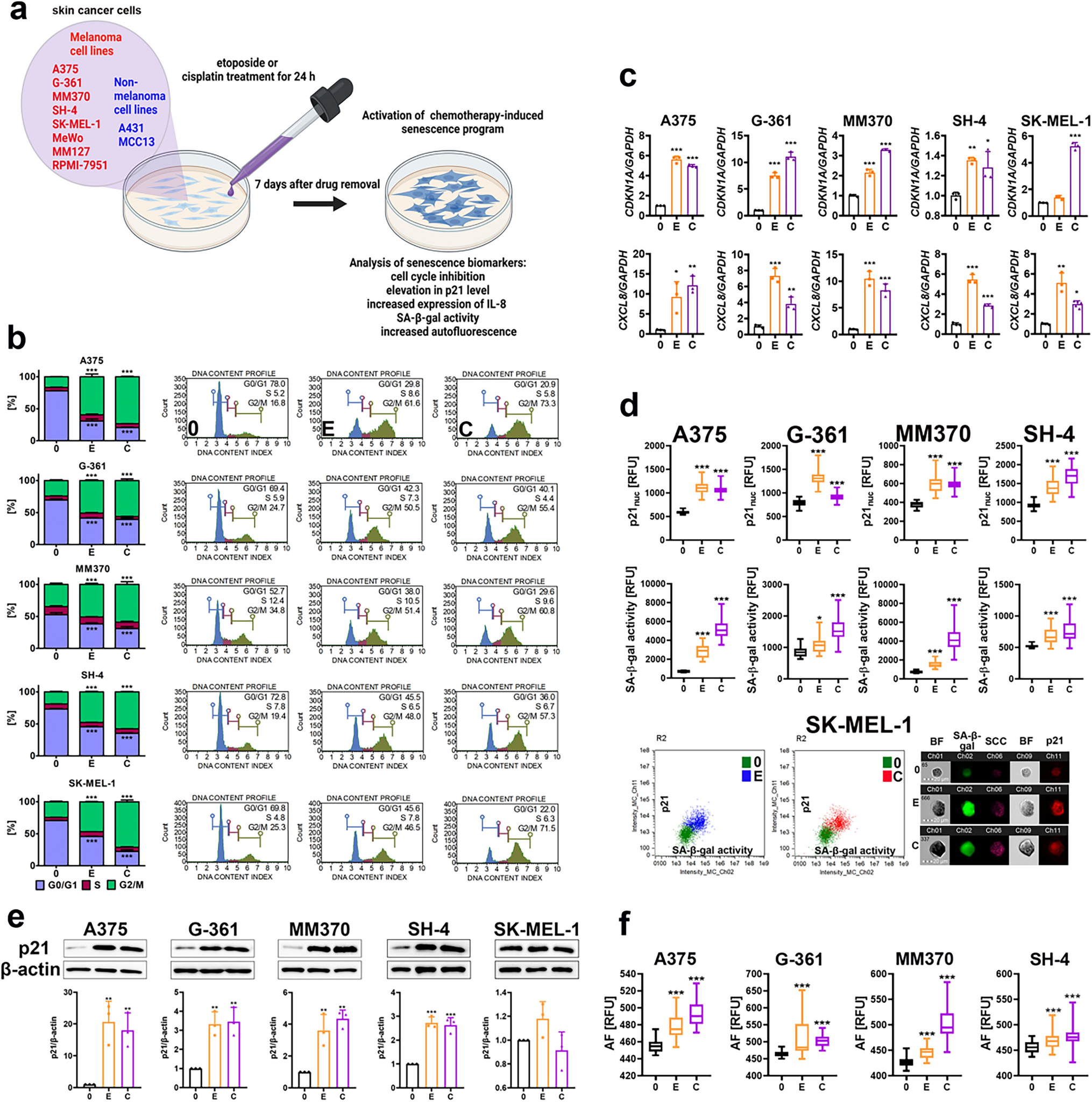 ITGA1, the alpha 1 subunit of integrin receptor, is a novel marker of drug-resistant senescent melanoma cells in vitro