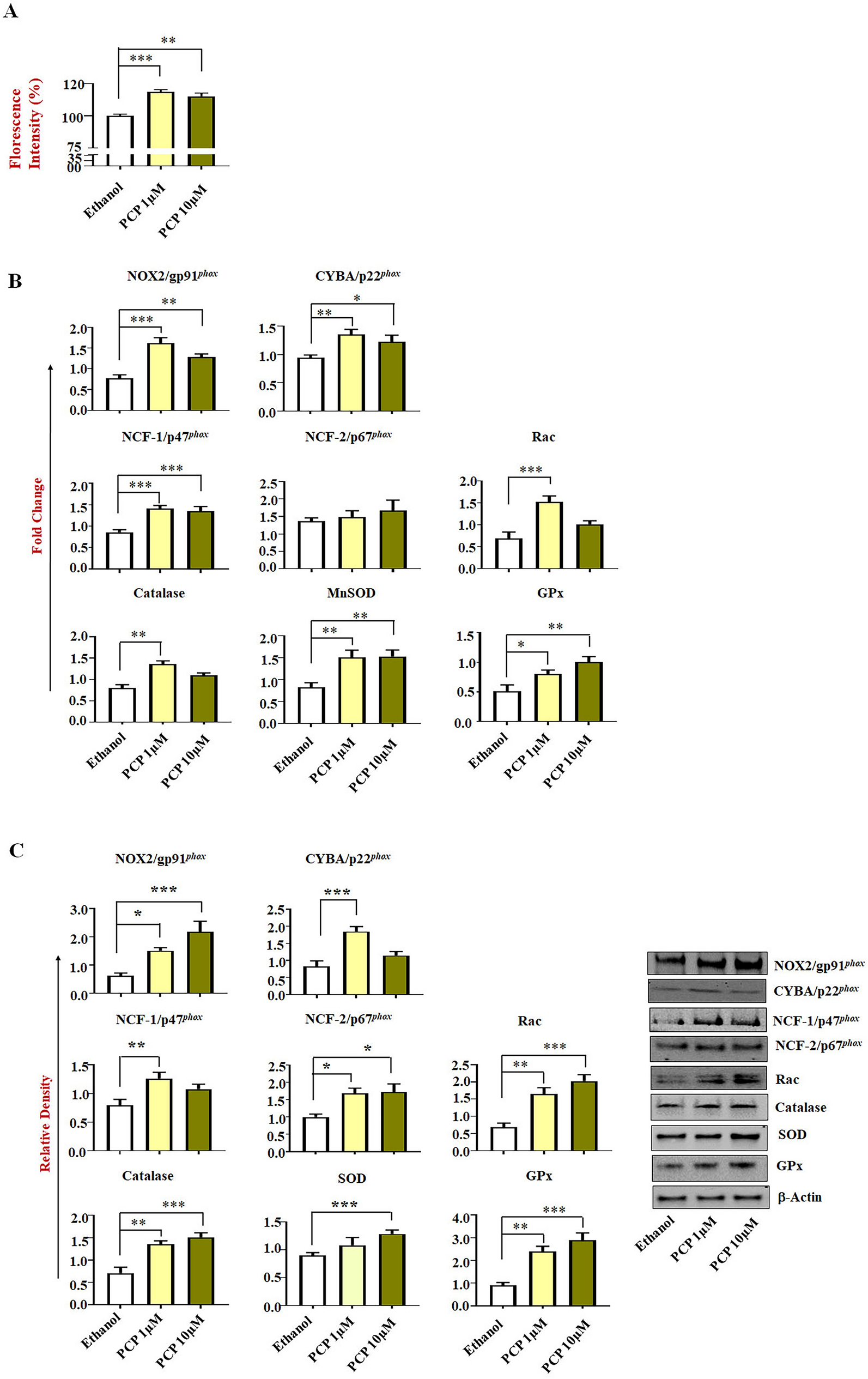 Unraveling the Hsp70-ROS-autophagy axis in pentachlorophenol-challenged lung and liver epithelial cells