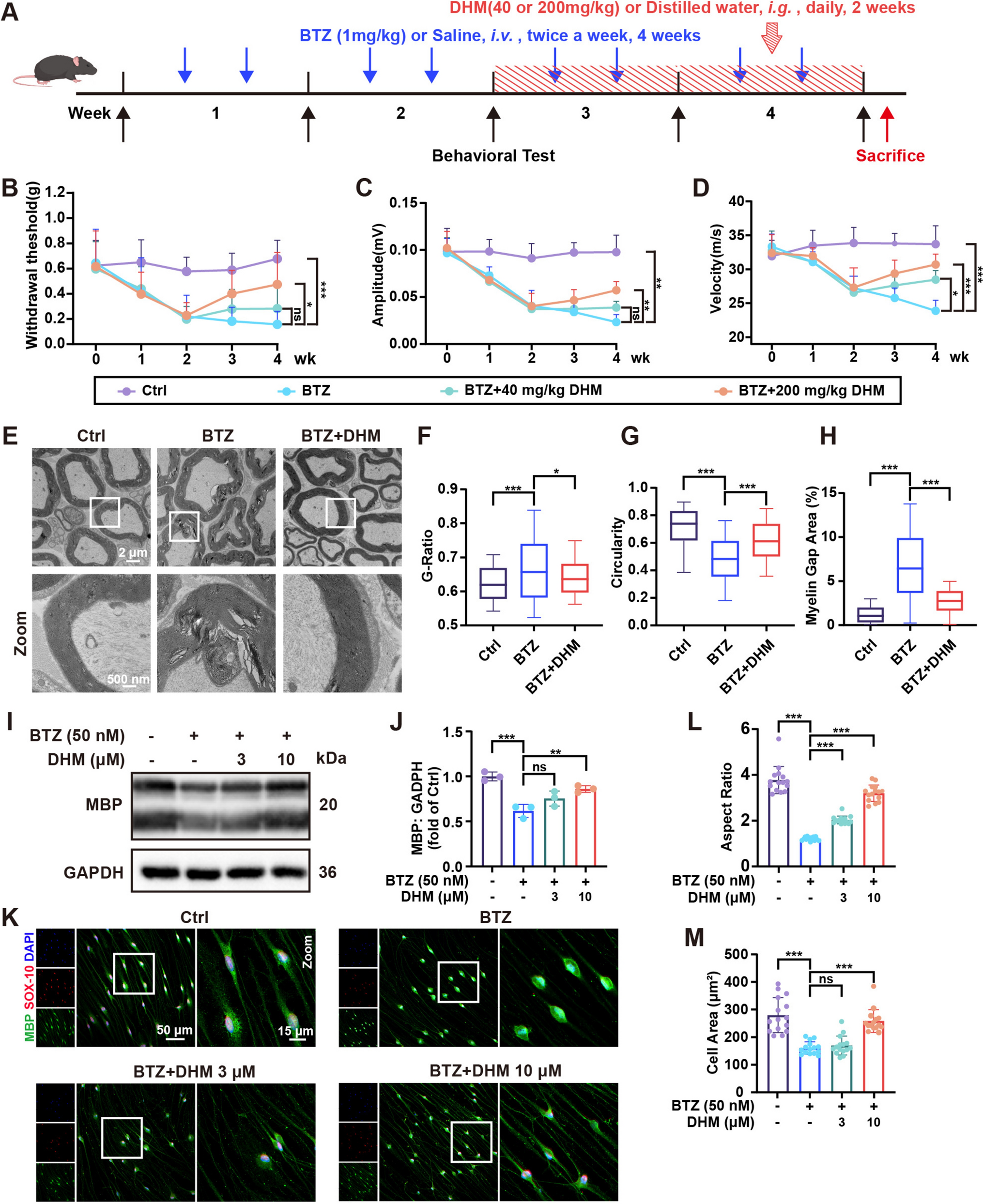Dihydromyricetin restores lysosomal function in Schwann cells to alleviate bortezomib-induced peripheral neuropathy via ERK/TFEB signaling