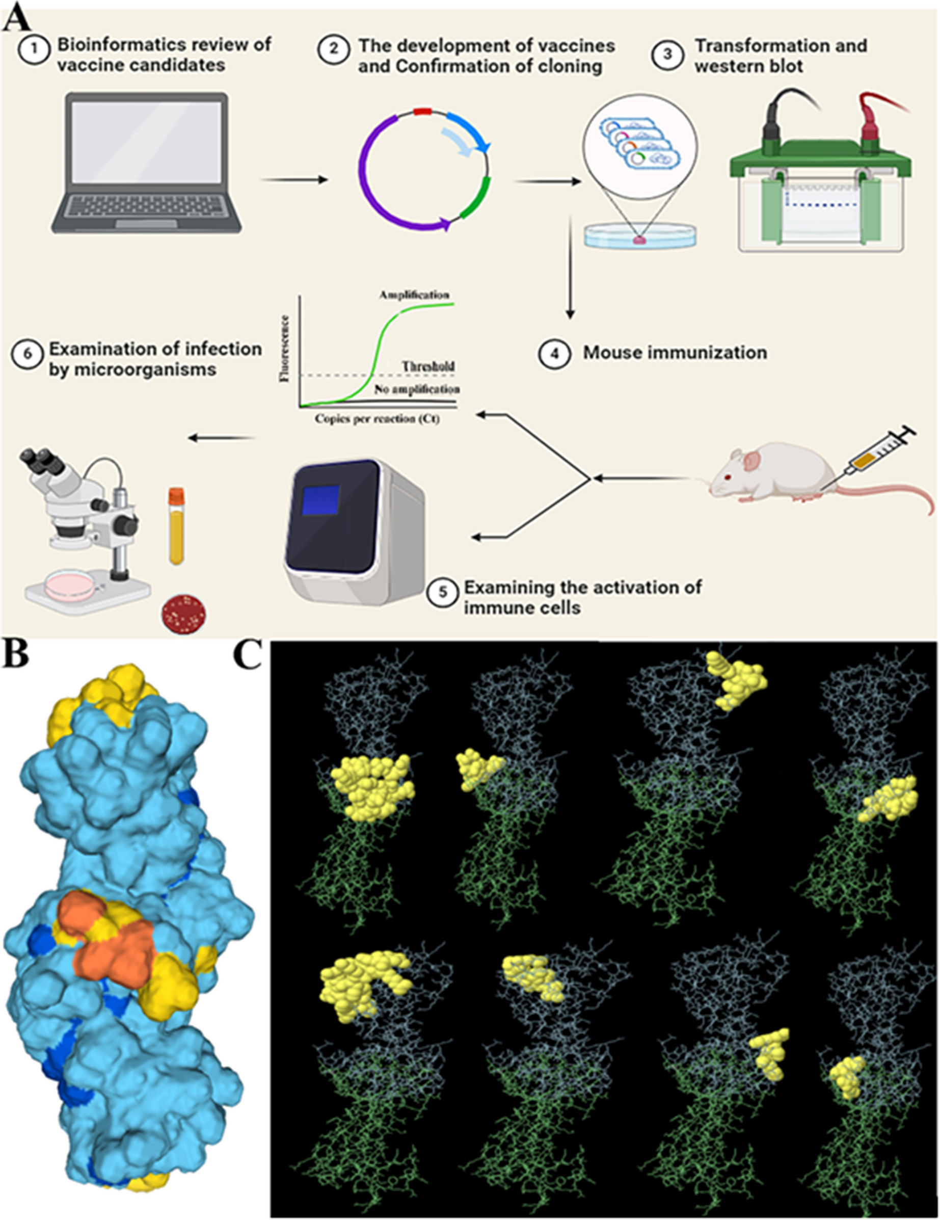The urease E subunit vaccine stimulate the immune response versus  in animal model