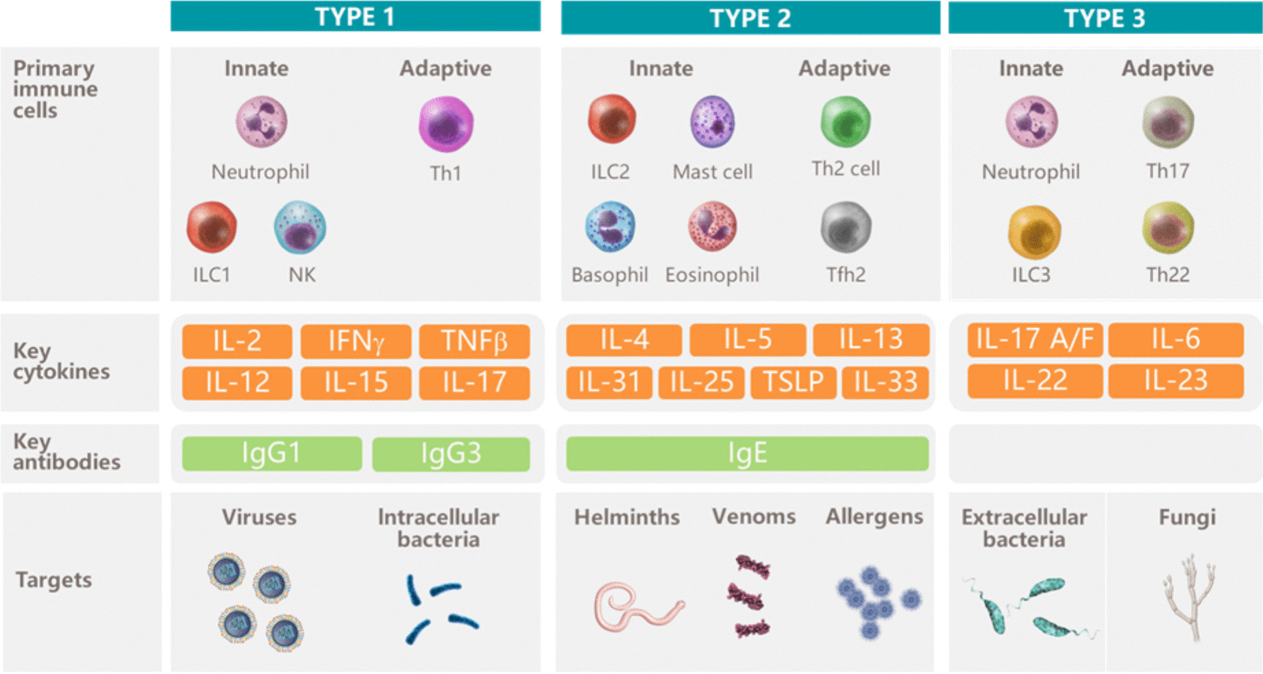 Systemic barrier dysfunction in type 2 inflammation diseases: perspective in the skin, airways, and gastrointestinal tract