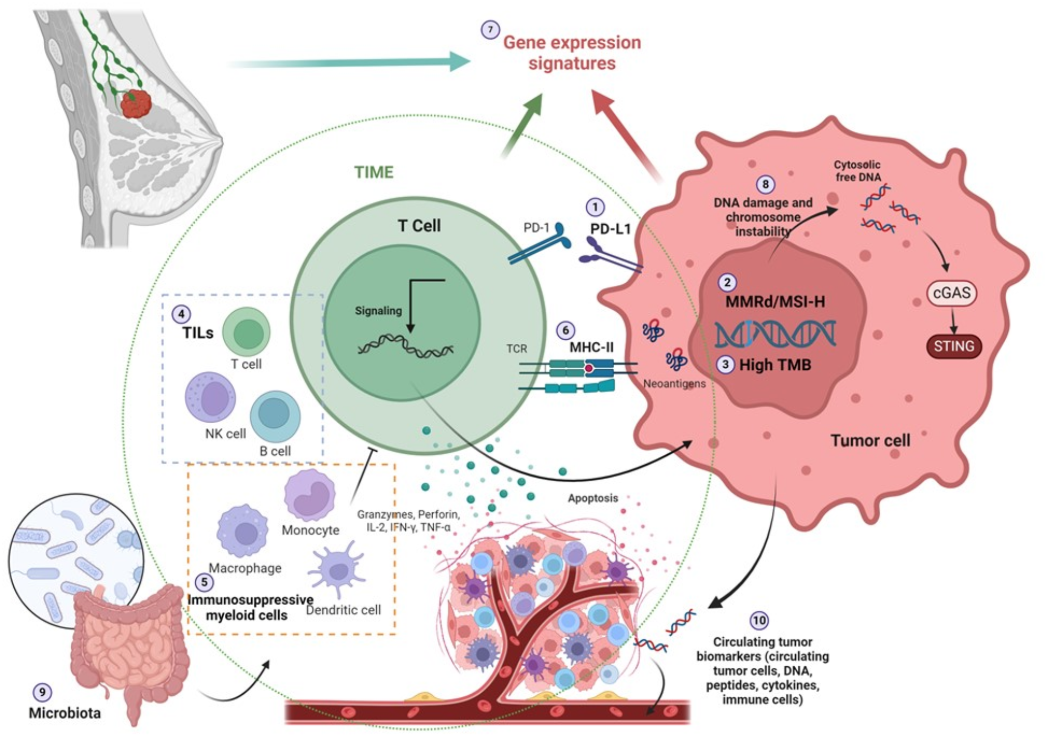 Predictors of Immunotherapy Response in Triple Negative Breast Cancer