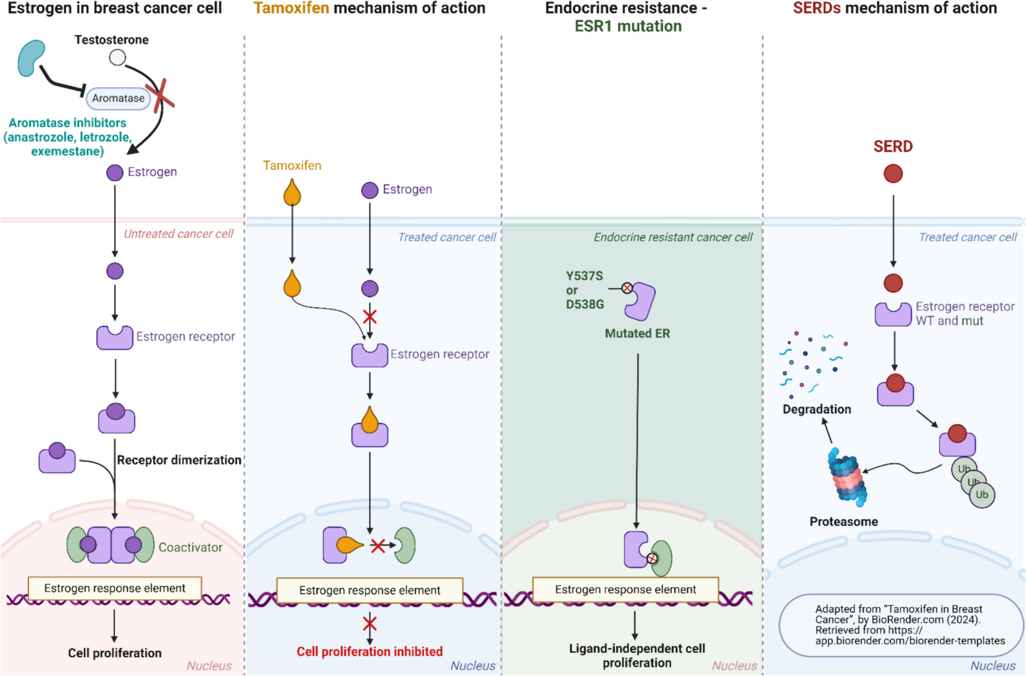 Selective Estrogen Receptor Degraders (SERDs)