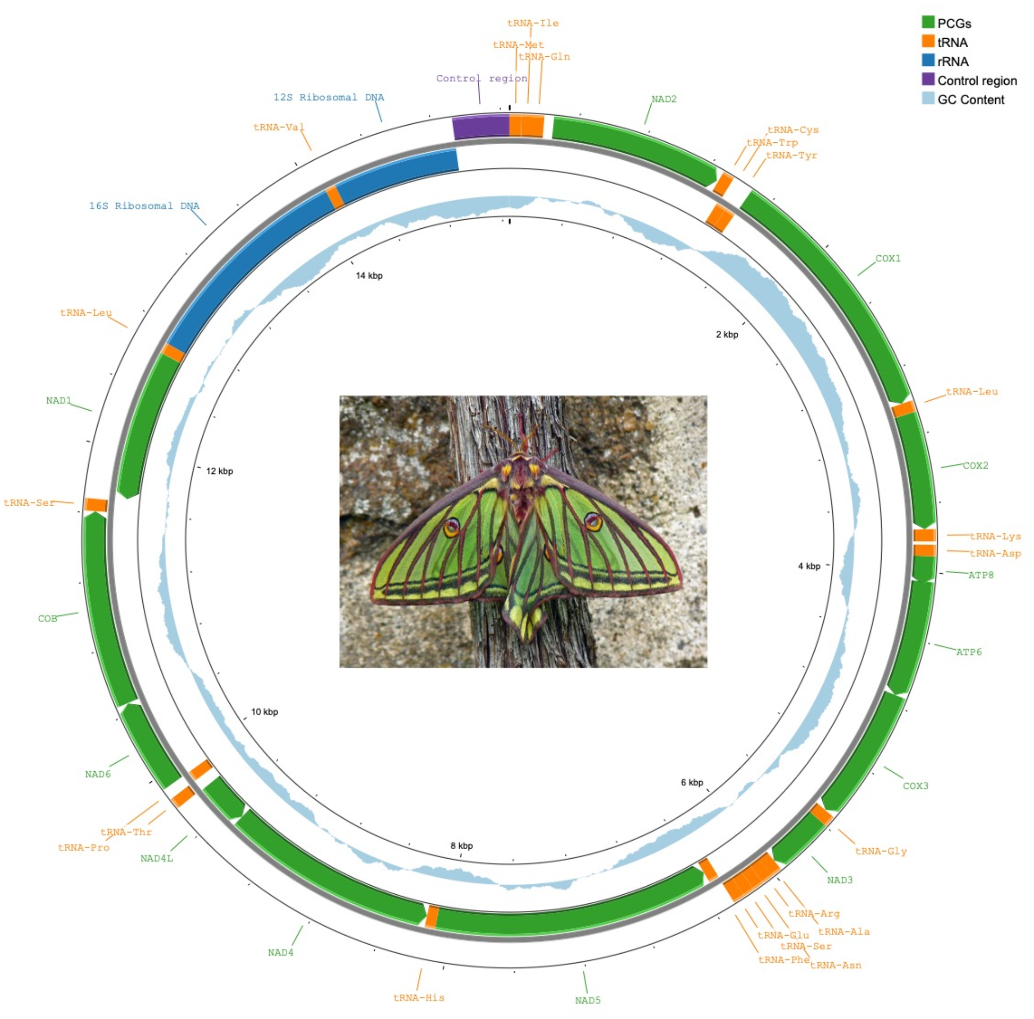 Phylomitogenomics supports  (Graells, 1849) as the definitive scientific name of the Spanish Moon Moth (Lepidoptera, Saturniidae)