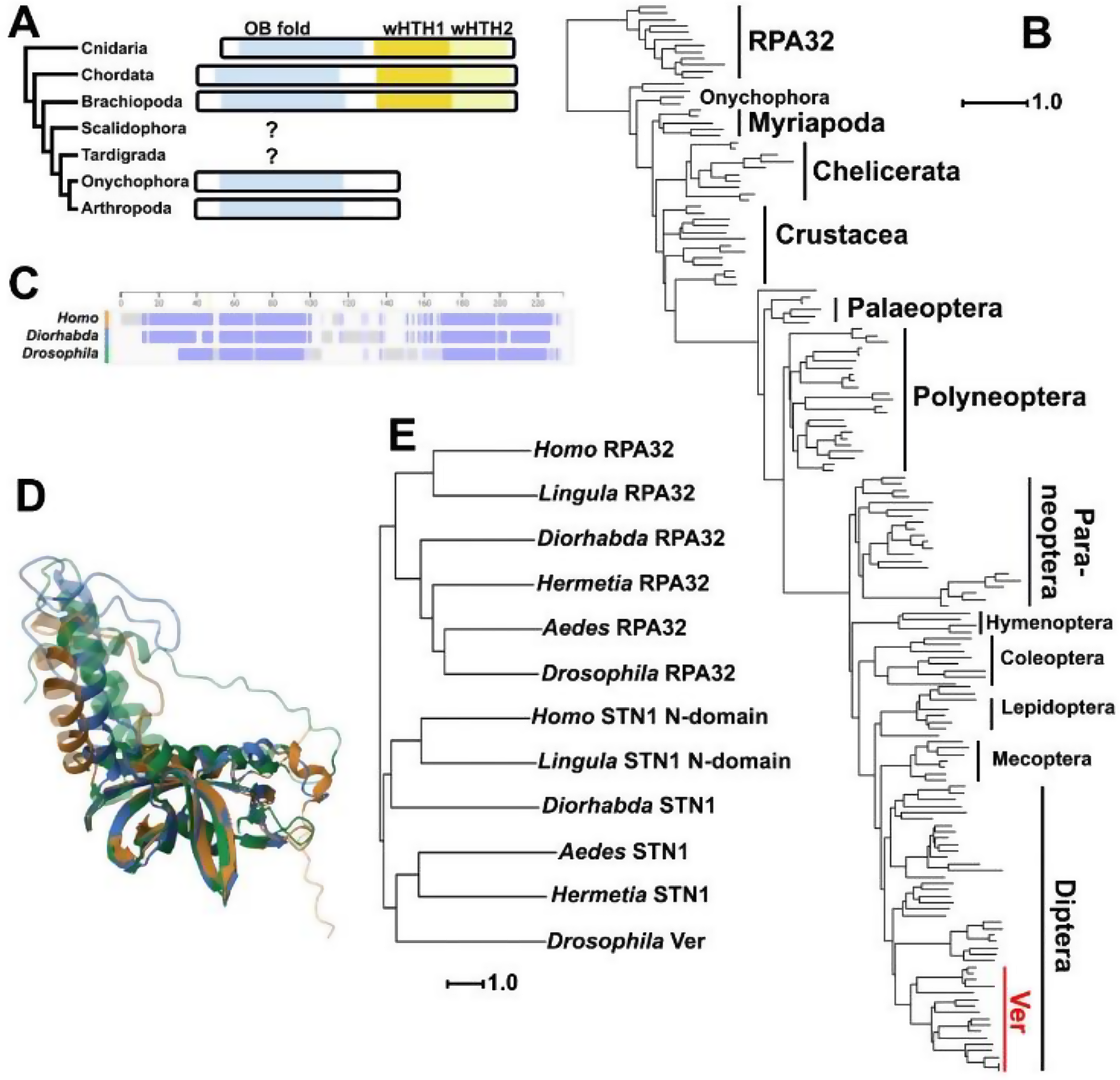 telomeric protein Verrocchio is an ortholog of STN1