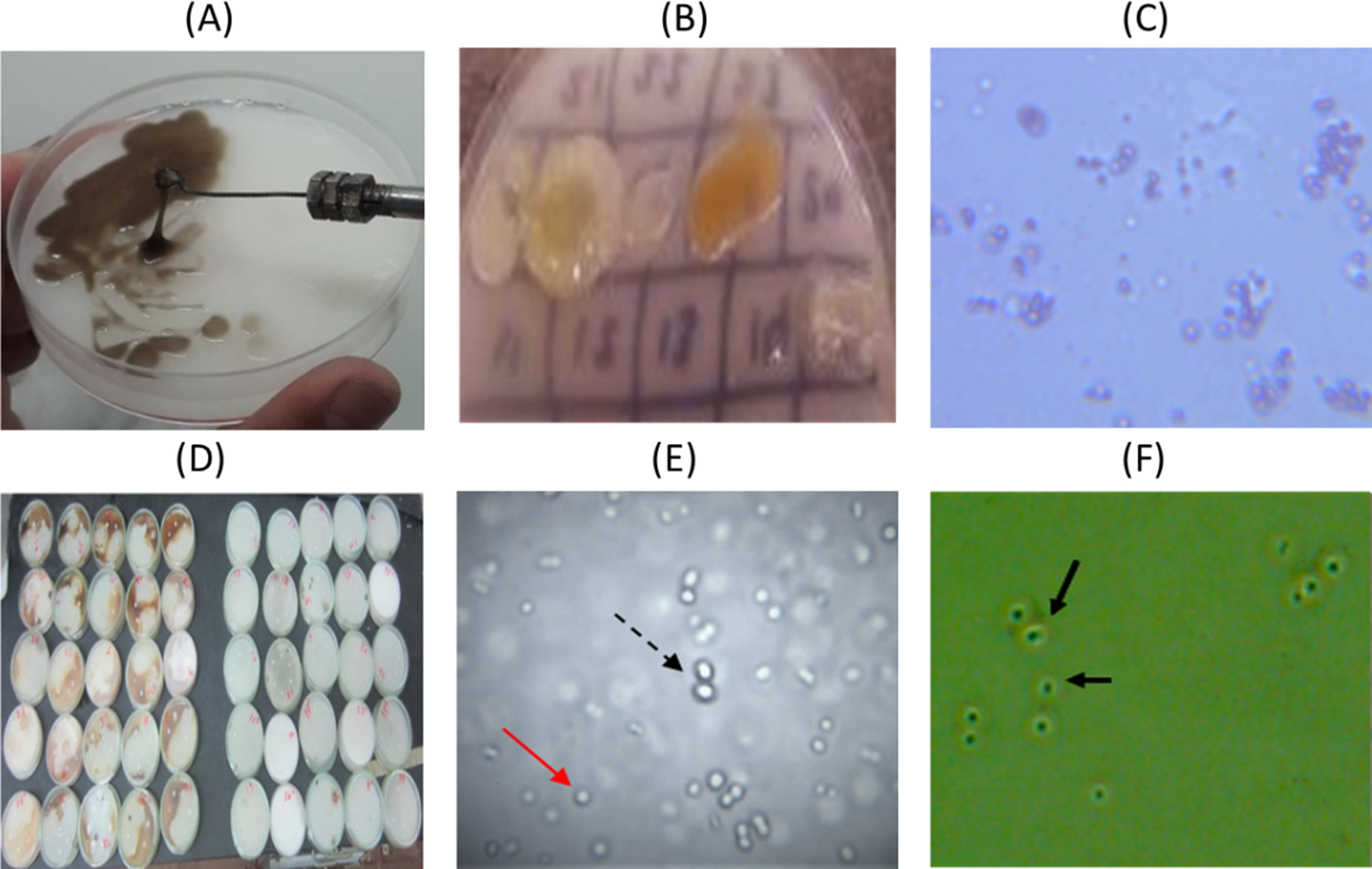 biodiversity in Egypt using microbiological, biochemical, and molecular-biology multidisciplinary approach