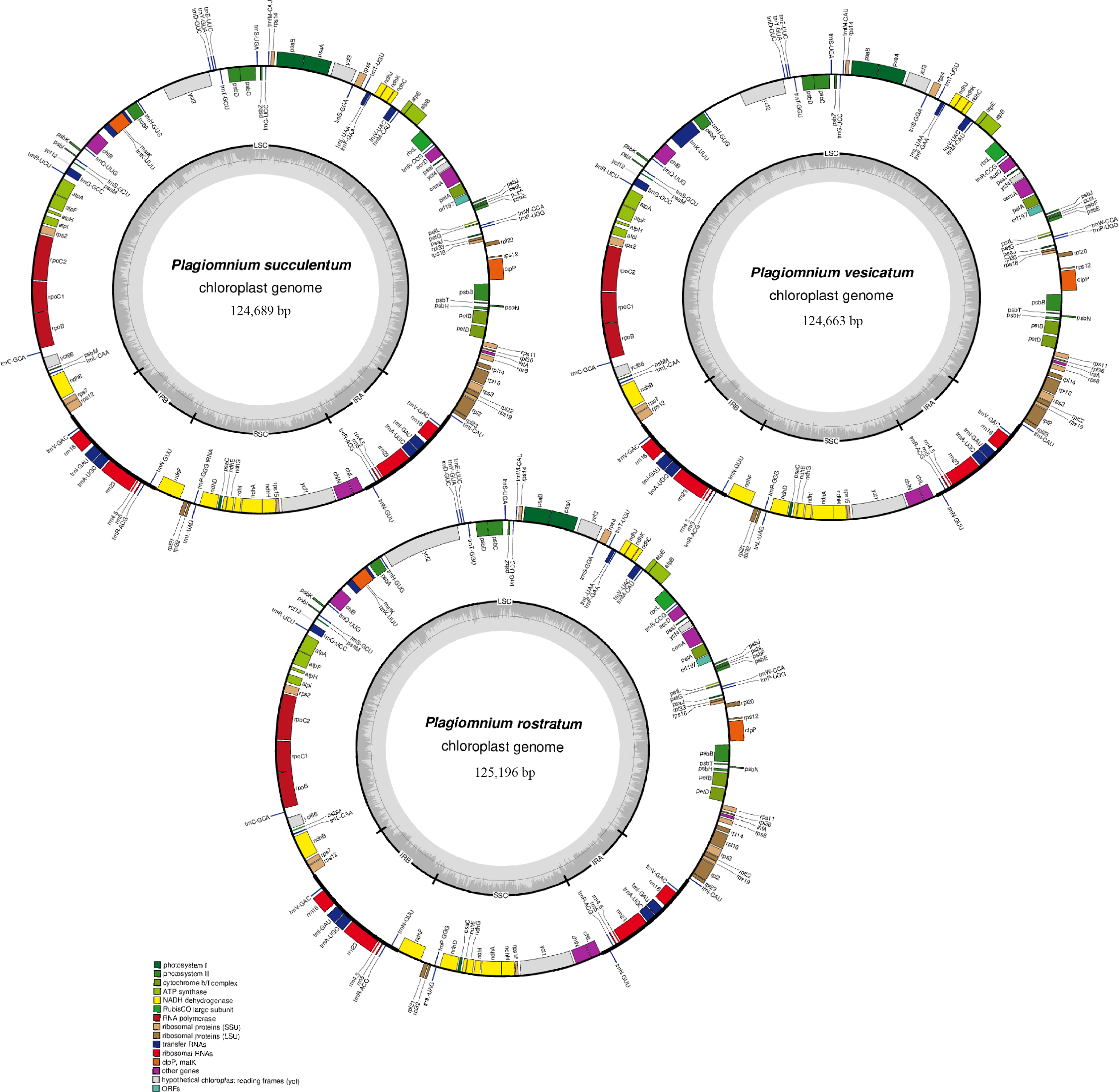 Complete chloroplast genome characterization of three  species and the phylogeny of family Mniaceae