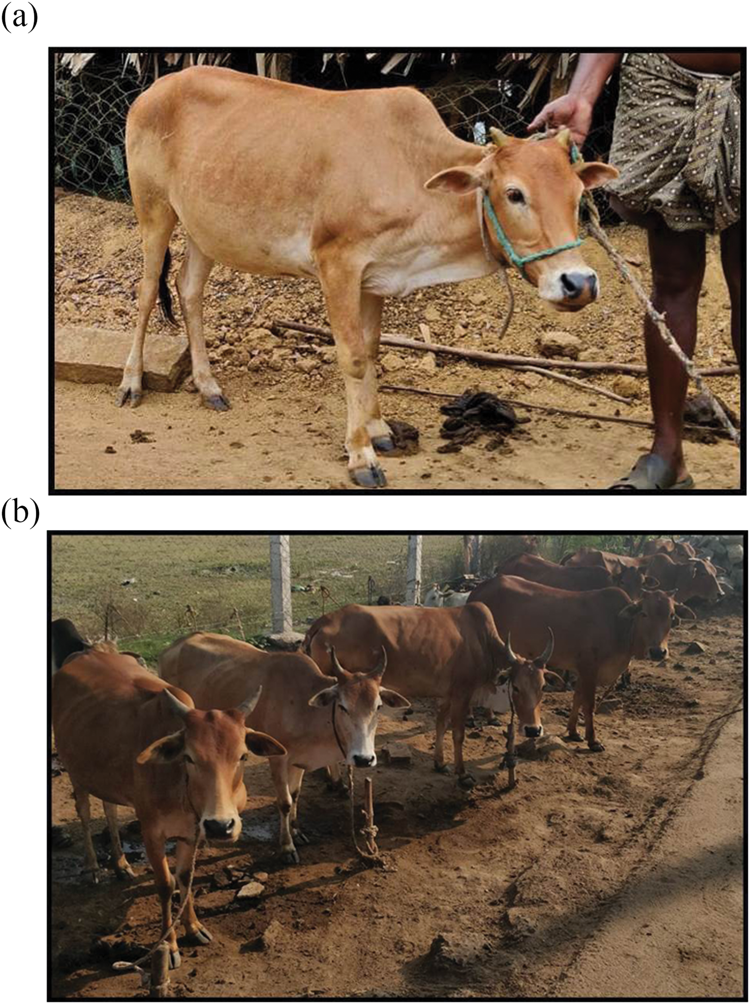Microsatellite based molecular characterization of – a unique short statured  cattle population of southern India