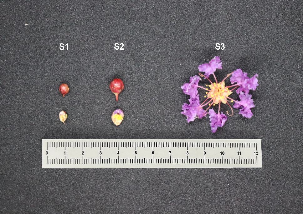 Identification of bHLH transcription factors and screening of anthocyanin-related genes in