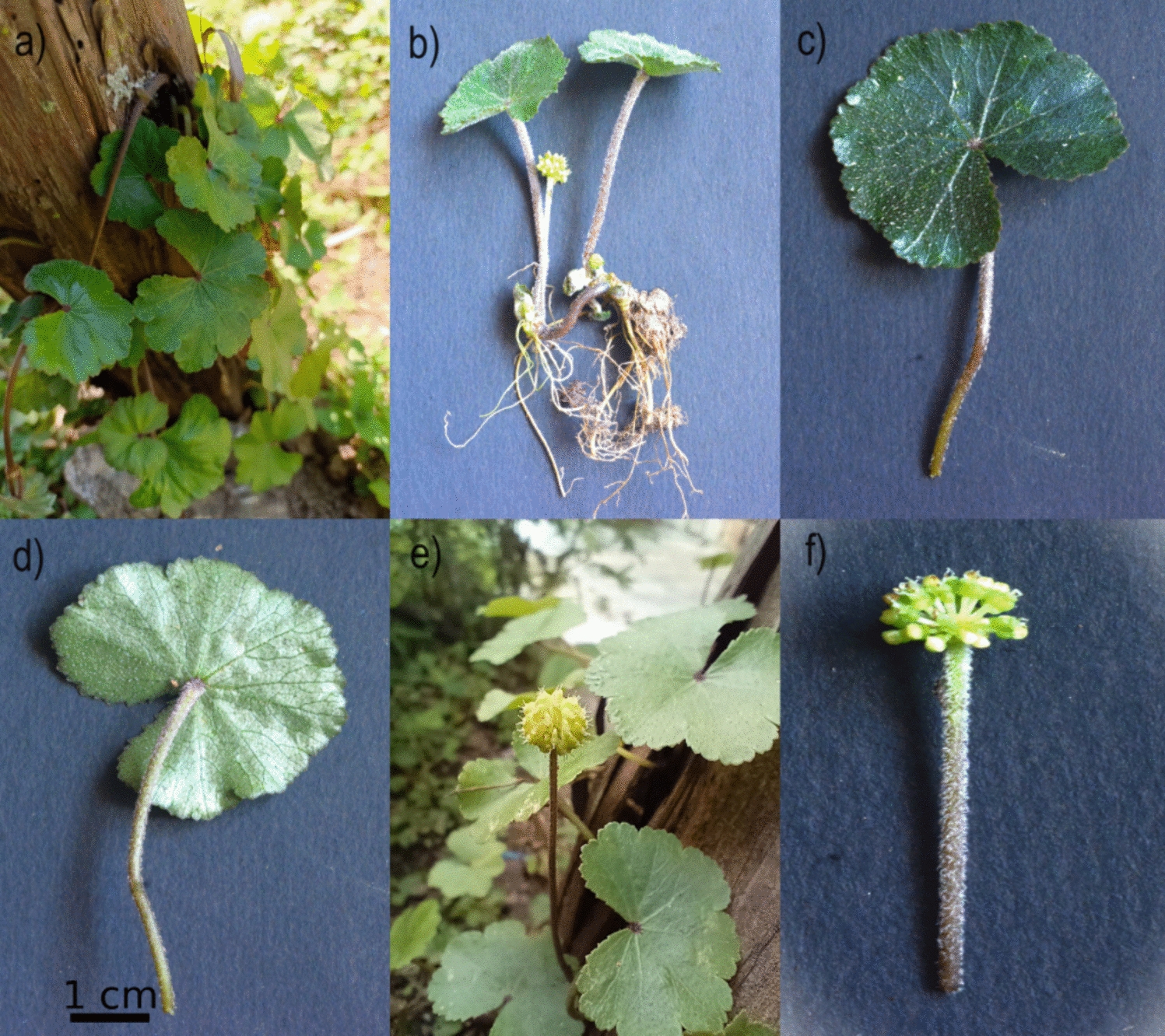 Phylogenetic exploration, codon usage bias, and genomic divergence in : a comparative plastome study across different geographical locations
