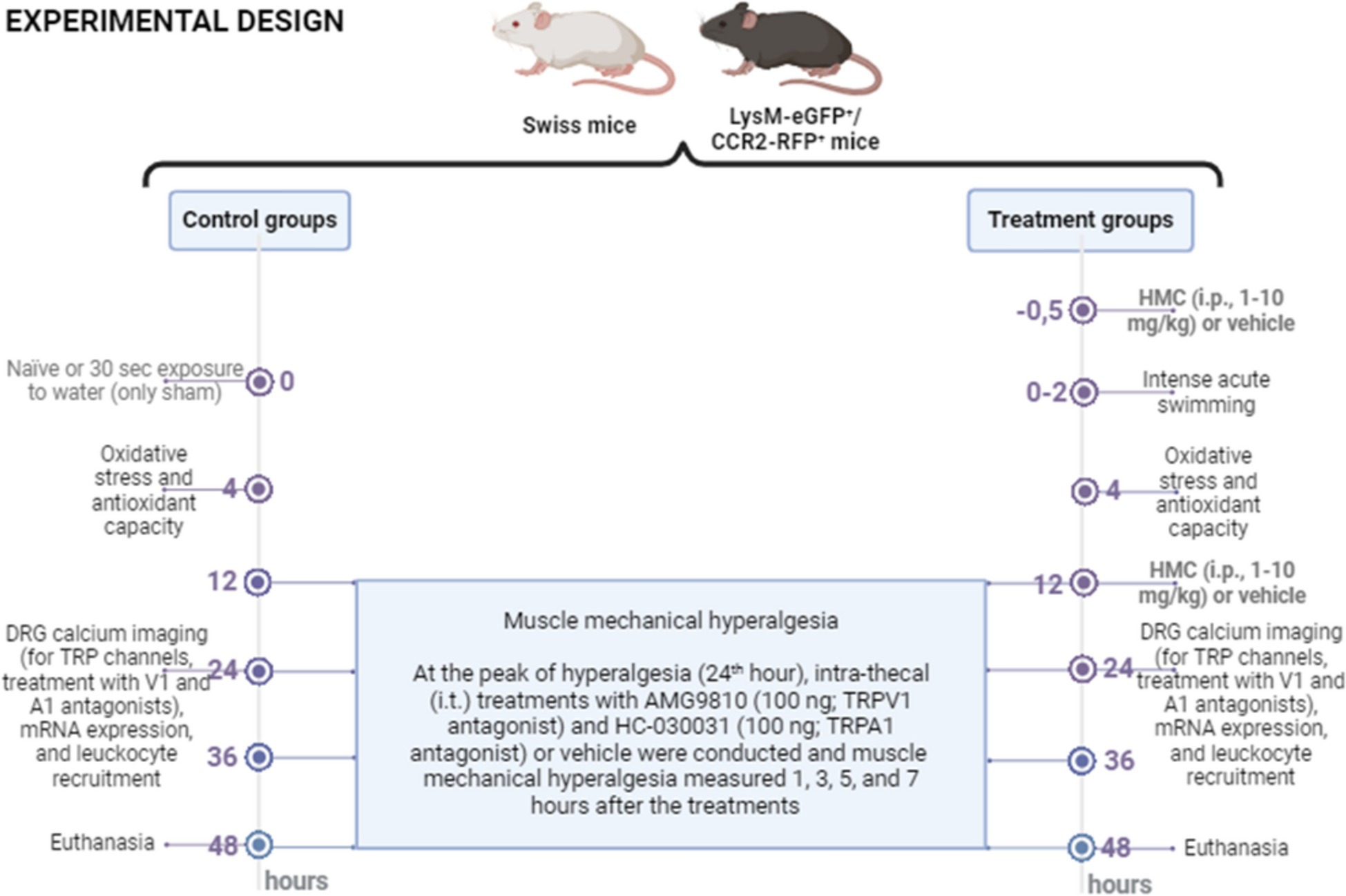 Role of TRPV1 and TRPA1 nociceptive neurons in delayed-onset muscle soreness: inhibition by hesperidin methyl chalcone