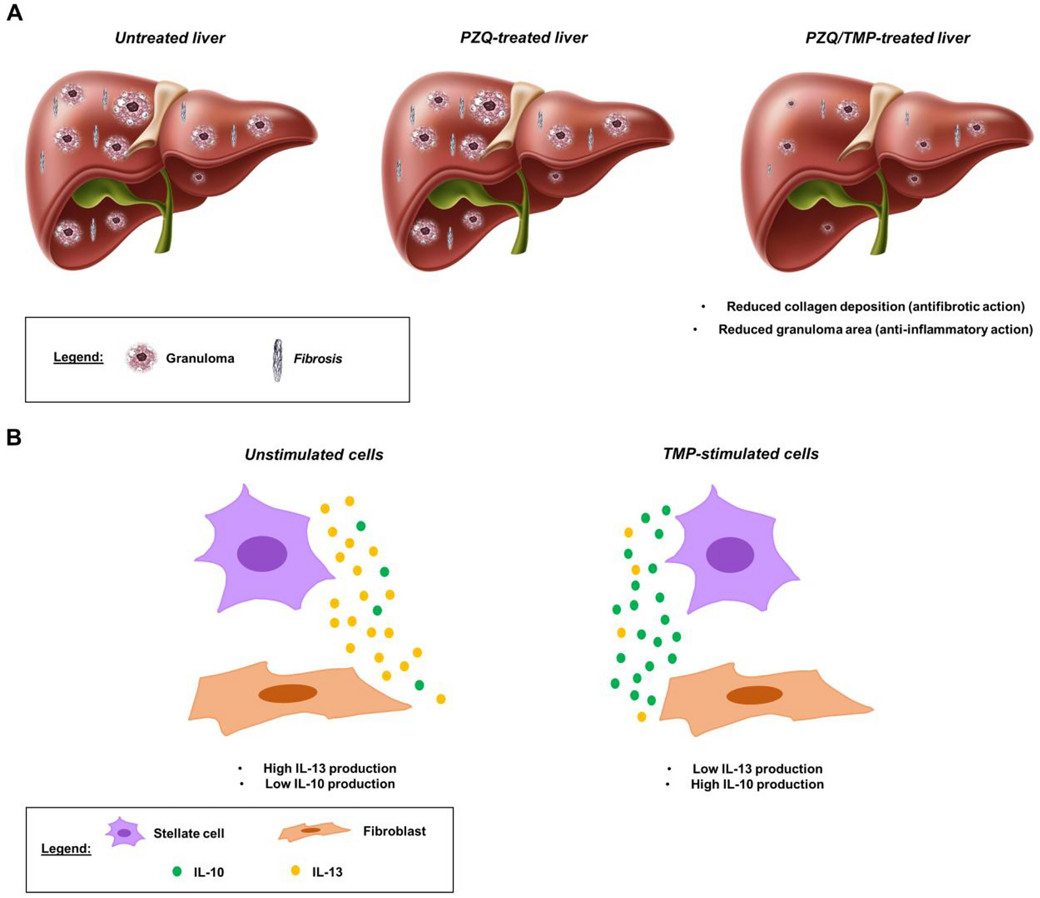 Tetrylpyamethrazine alleviates hepatic fibrosis induced by experimental mansonic schistosomiasis