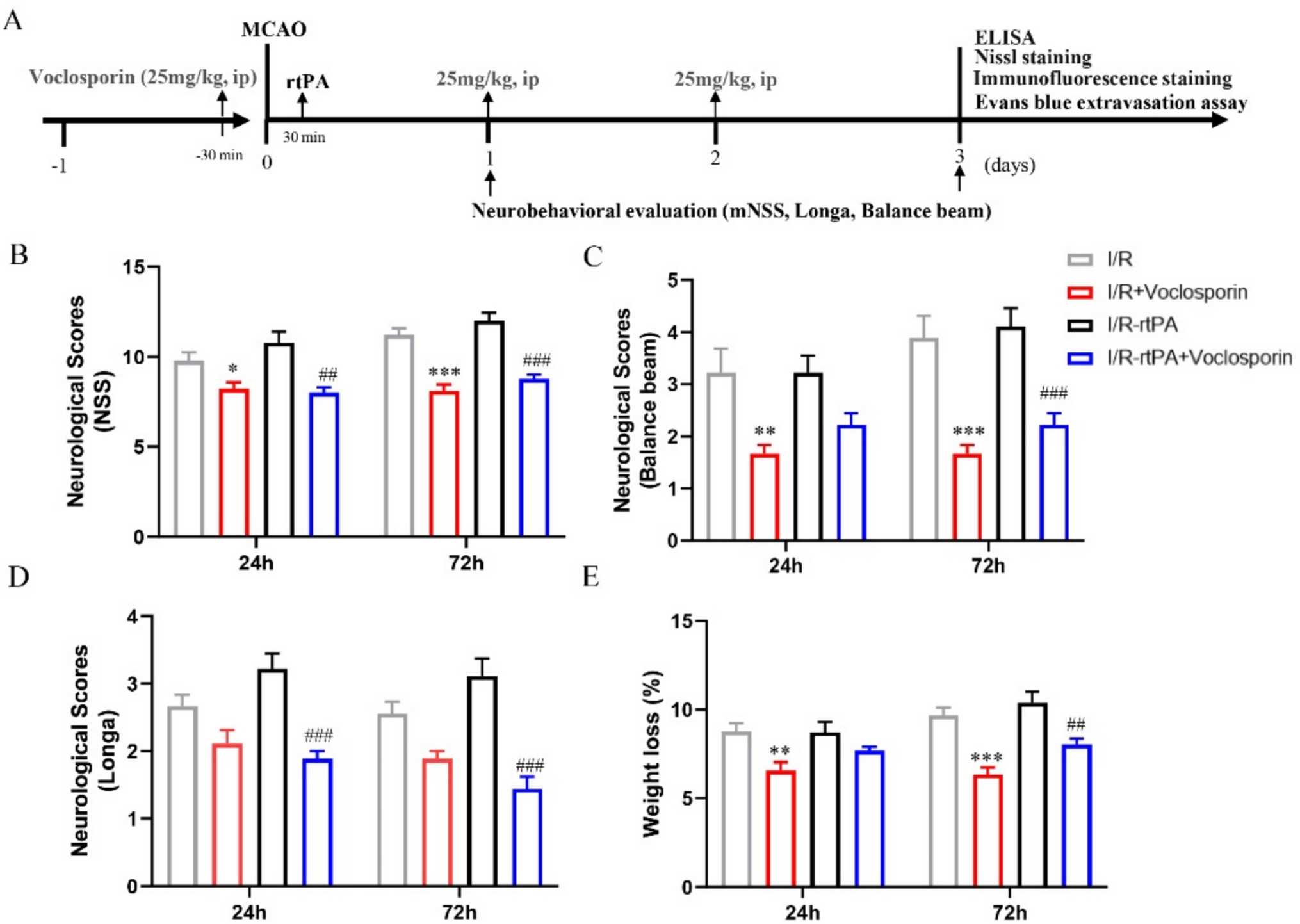 Voclosporin promotes neurological function recovery by inhibiting inflammation and maintaining blood–brain barrier integrity following rtPA reperfusion after MCAO in mice