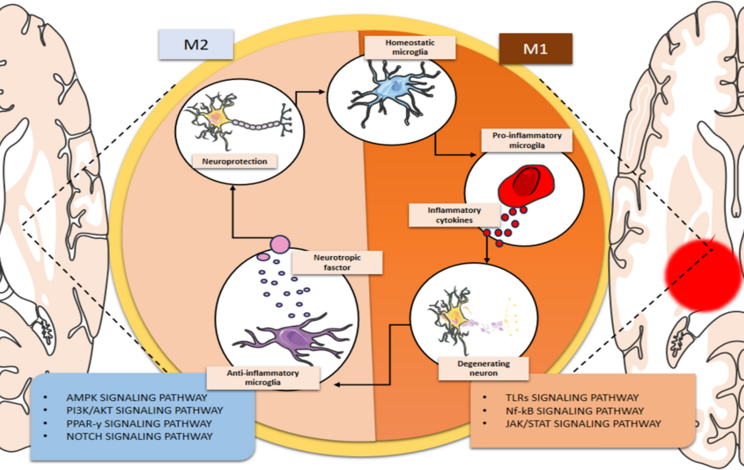 Impact of corticoid receptors on Alzheimer’s disease: a neuroendocrine perspective