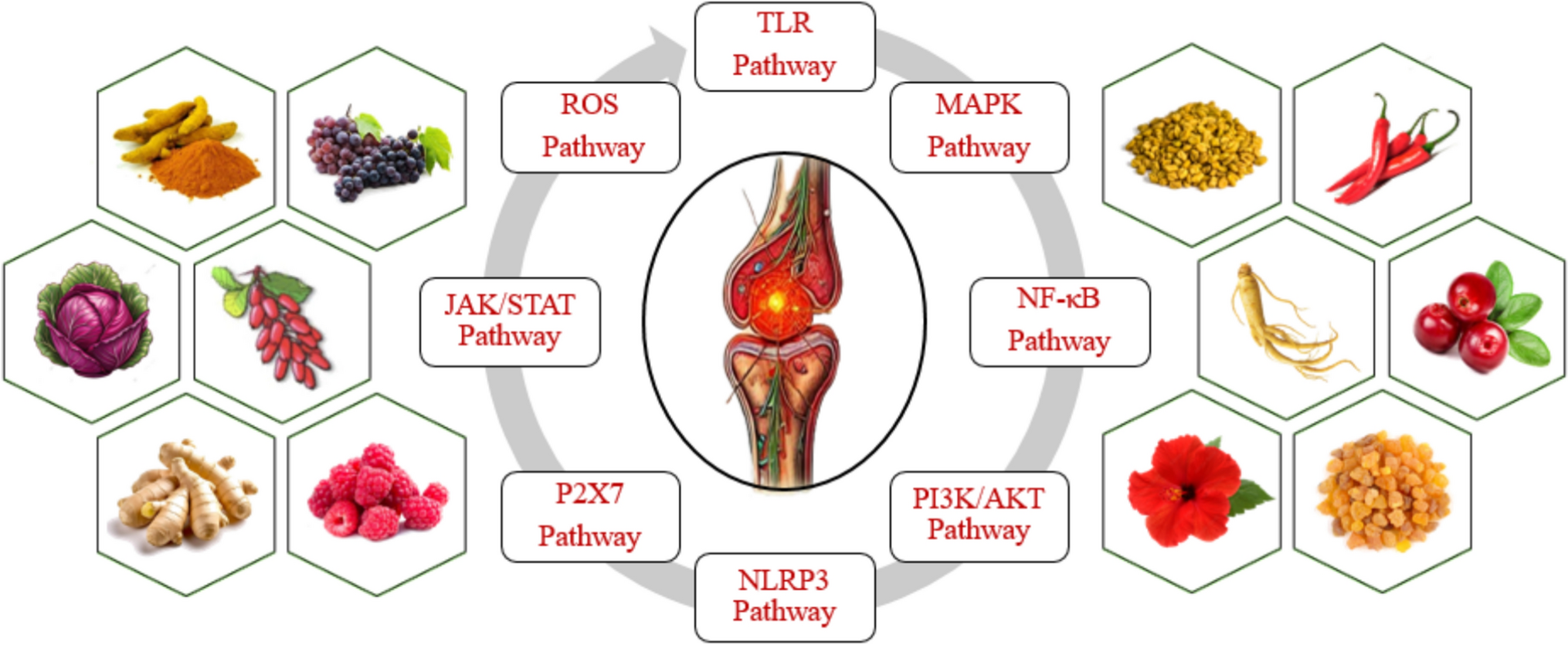 Deciphering the role of cell signaling pathways in gout pathogenesis and the therapeutic potential of phytoconstituents in their modulation