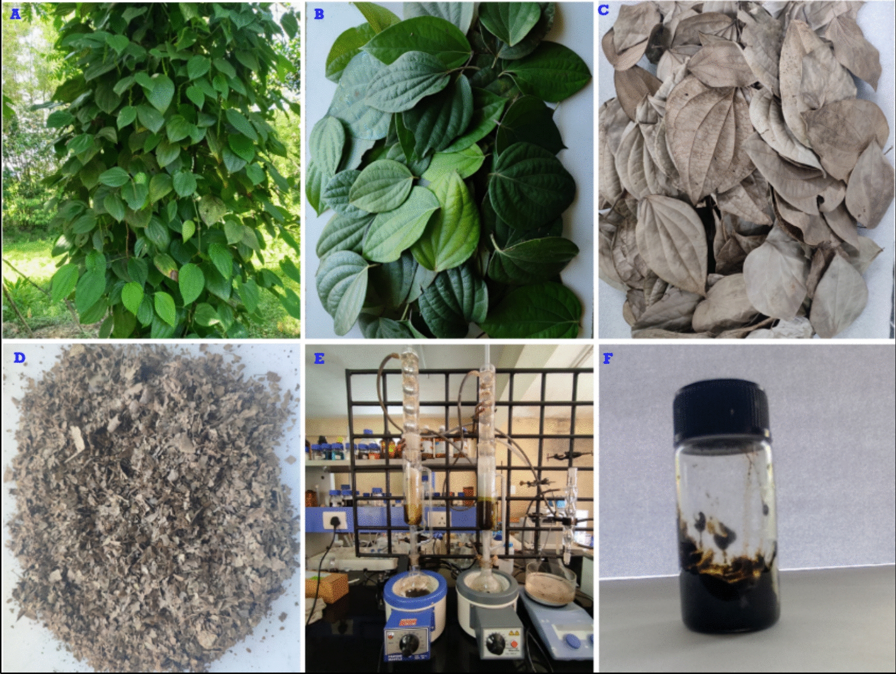Phytochemical analysis of leaf extract of  and investigation of its biological activities