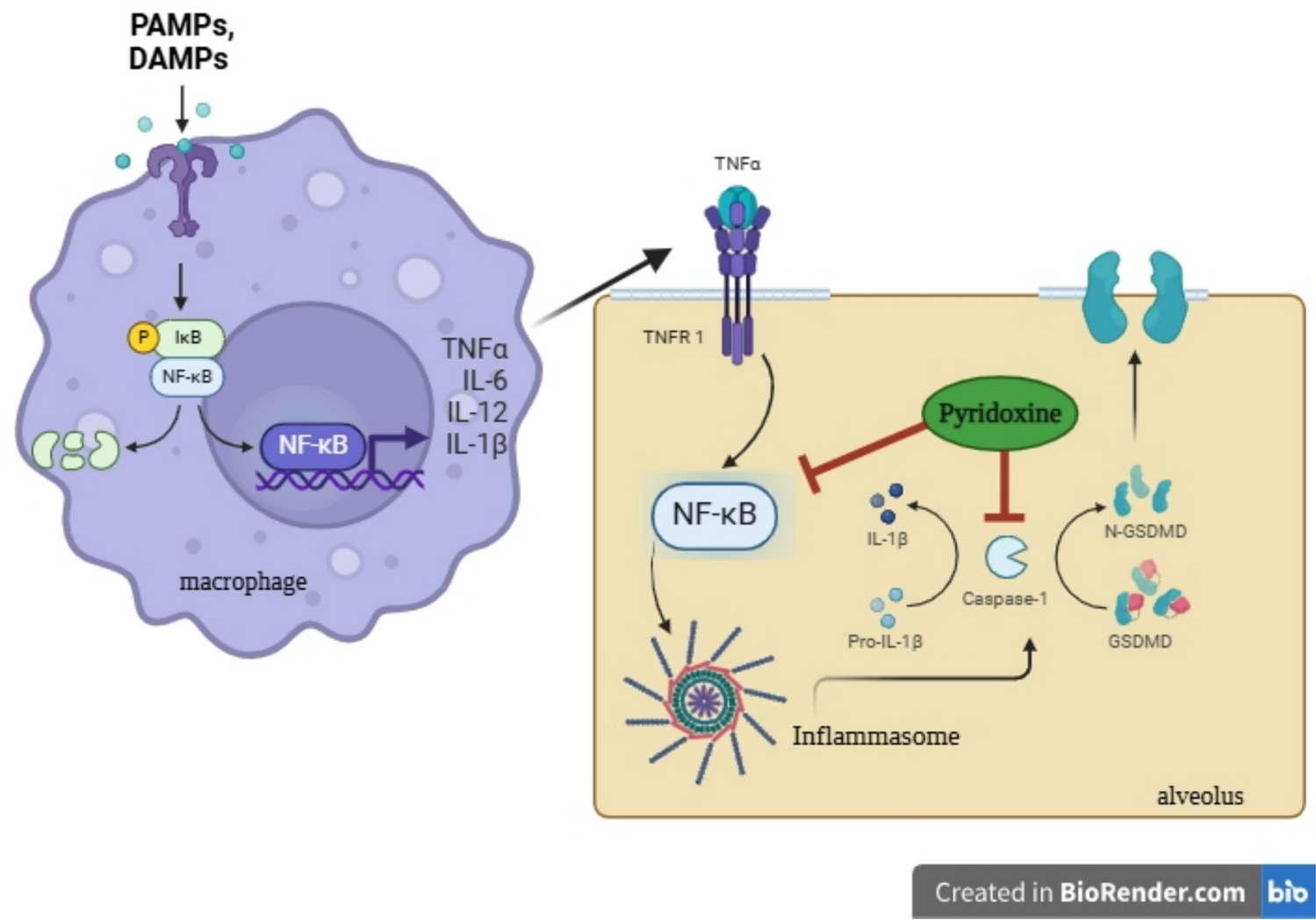 Can pyridoxine function as an anti-pyroptosis agent? A narrative review