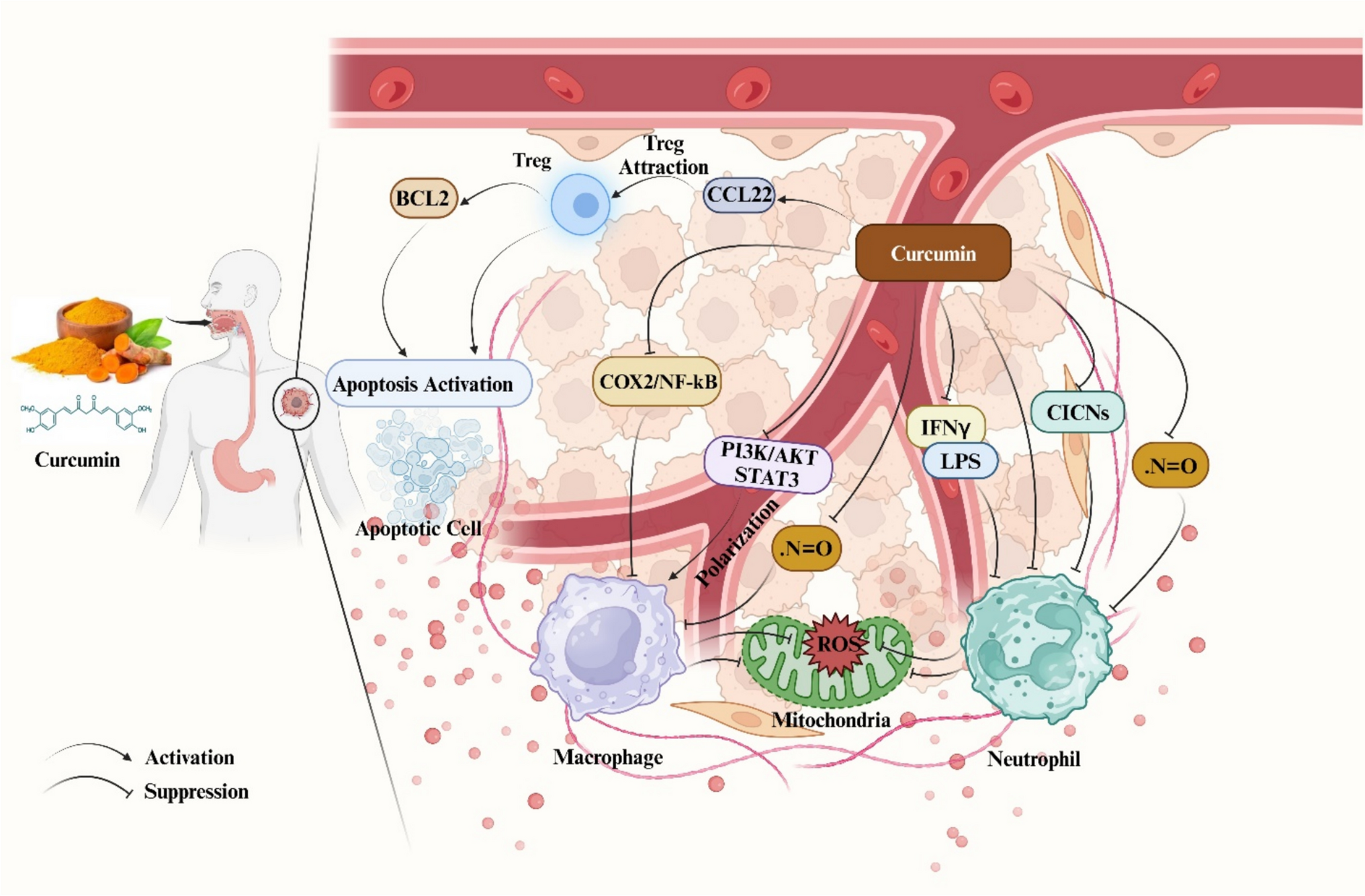 From bench to bedside: exploring curcumin-driven signaling pathways in immune cells for cancer management