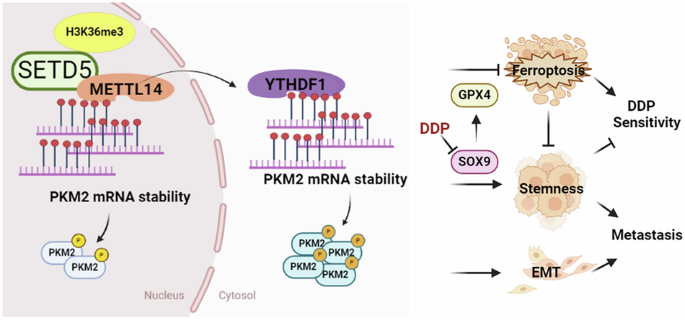 SETD5 facilitates stemness and represses ferroptosis via m6A-mediating PKM2 stabilization in non-small cell lung cancer