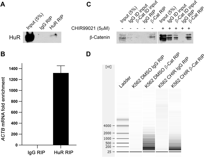 β-Catenin interacts with canonical RBPs including MSI2 to associate with a Wnt signalling mRNA network in myeloid leukaemia cells