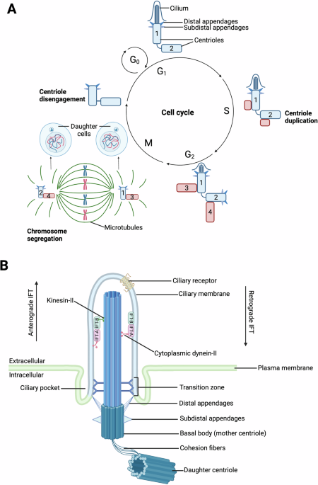 Primary cilia and cancer: a tale of many faces