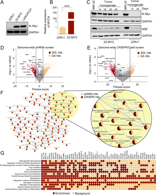 A novel role for Neurog2 in MYCN driven neuroendocrine plasticity of prostate cancer