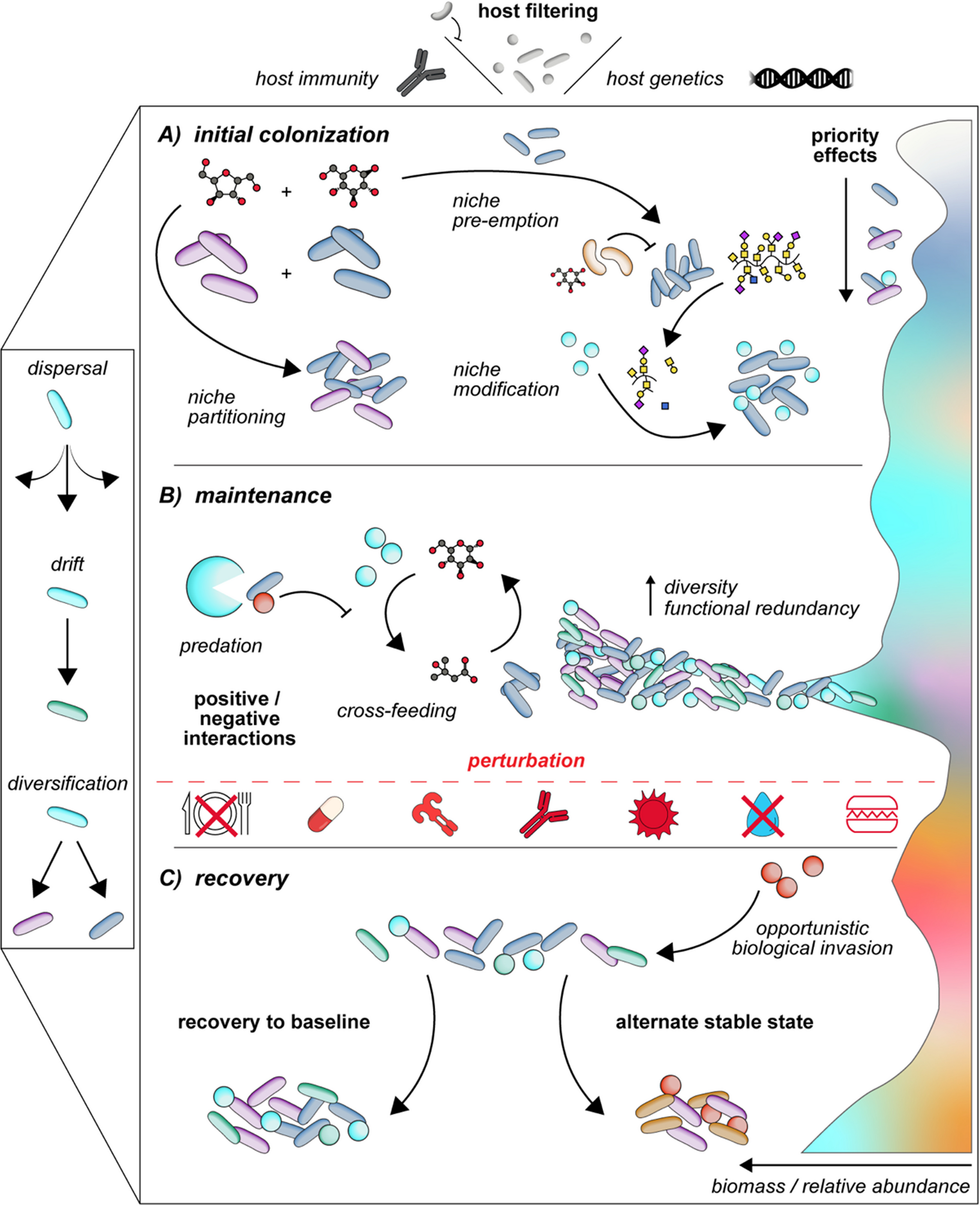 Bridging Ecology and Microbiomes: Applying Ecological Theories in Host-associated Microbial Ecosystems