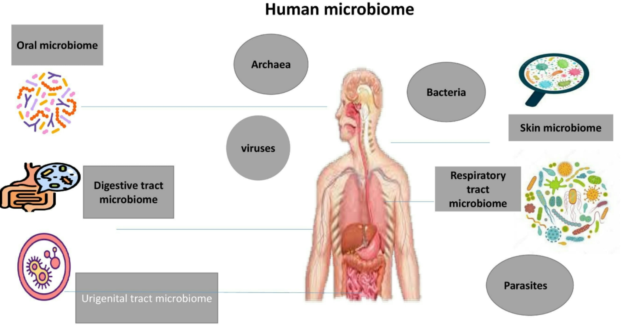 Human Microbiome and Bacteriophages: Impacts on Health and Disease