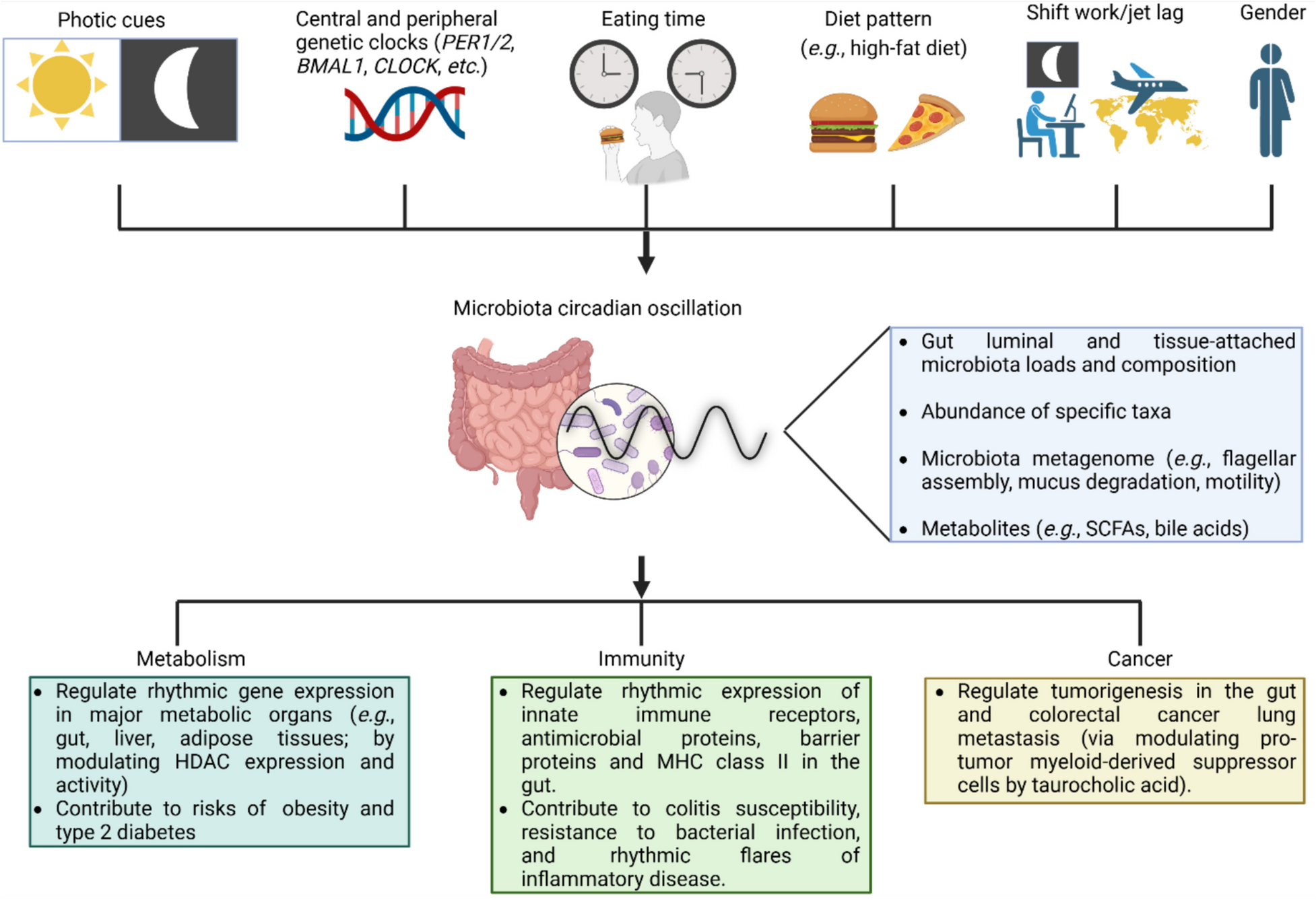Emerging Roles of Modern Lifestyle Factors in Microbiome Stability and Functionality