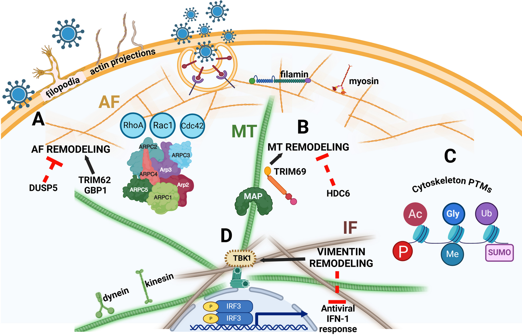 Highly Dynamic Cytoskeletal Networks Support Productive Viral Infection and Host Innate Immune Response Activation