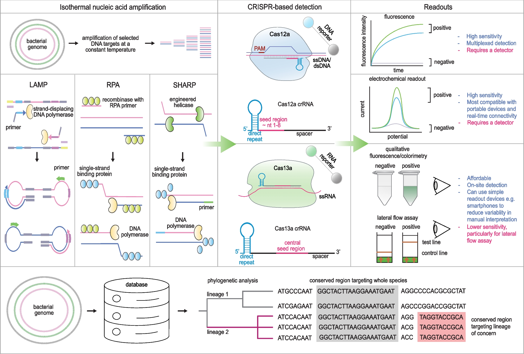 Integrating Genomic Data with the Development of CRISPR-Based Point-of-Care-Testing for Bacterial Infections
