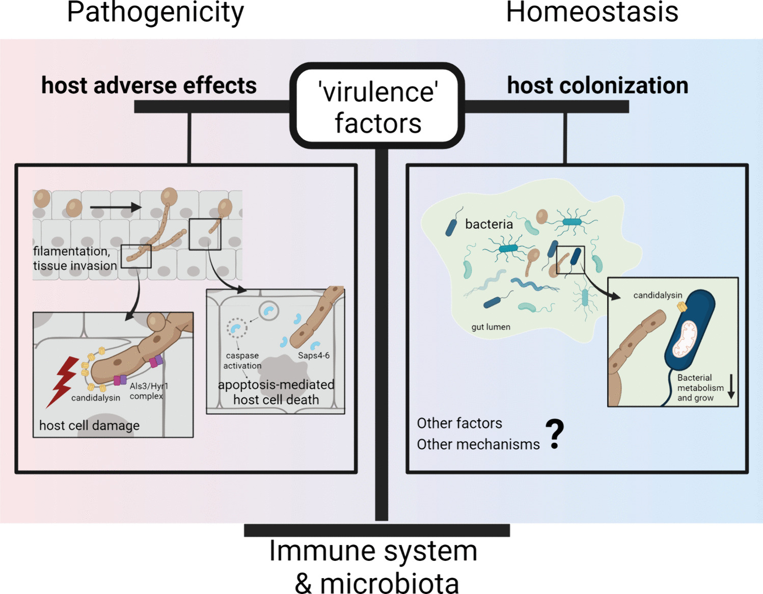 Virulence Traits in Commensalism and Disease