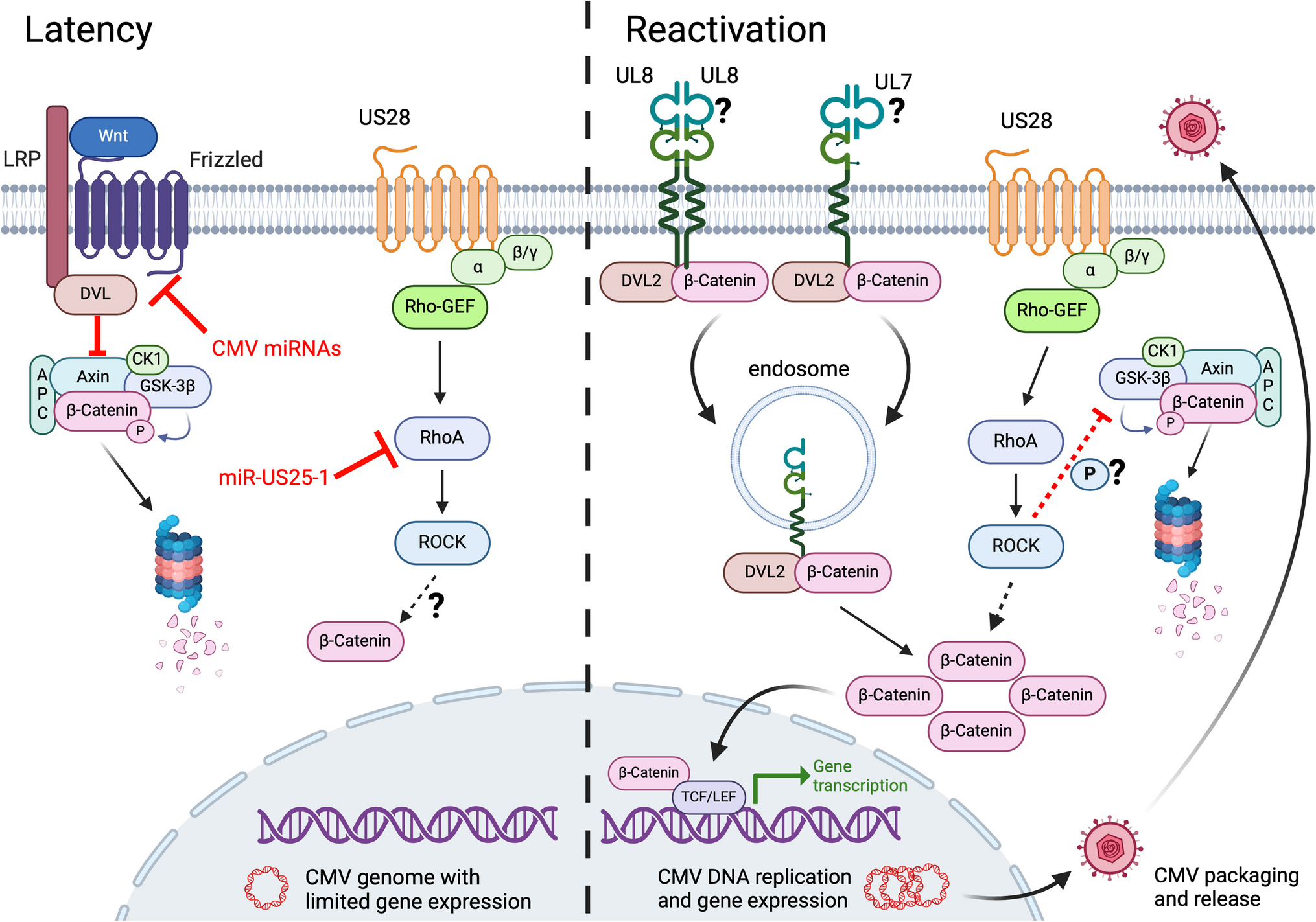 Modulation of Wnt Signaling Pathway during Cytomegalovirus Latency and Reactivation