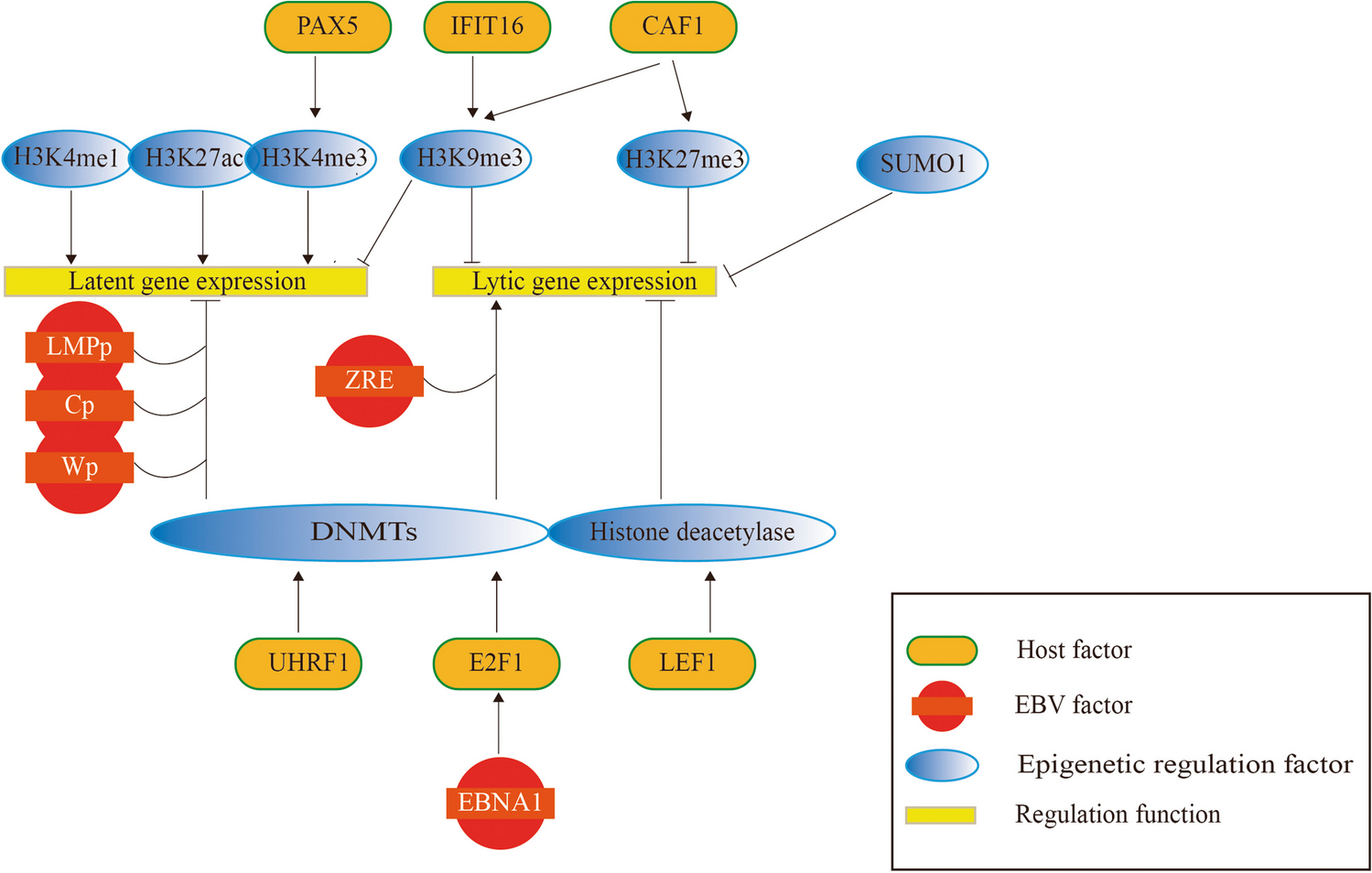 Update on the Regulation and Maintenance of Epstein-Barr Virus Latency