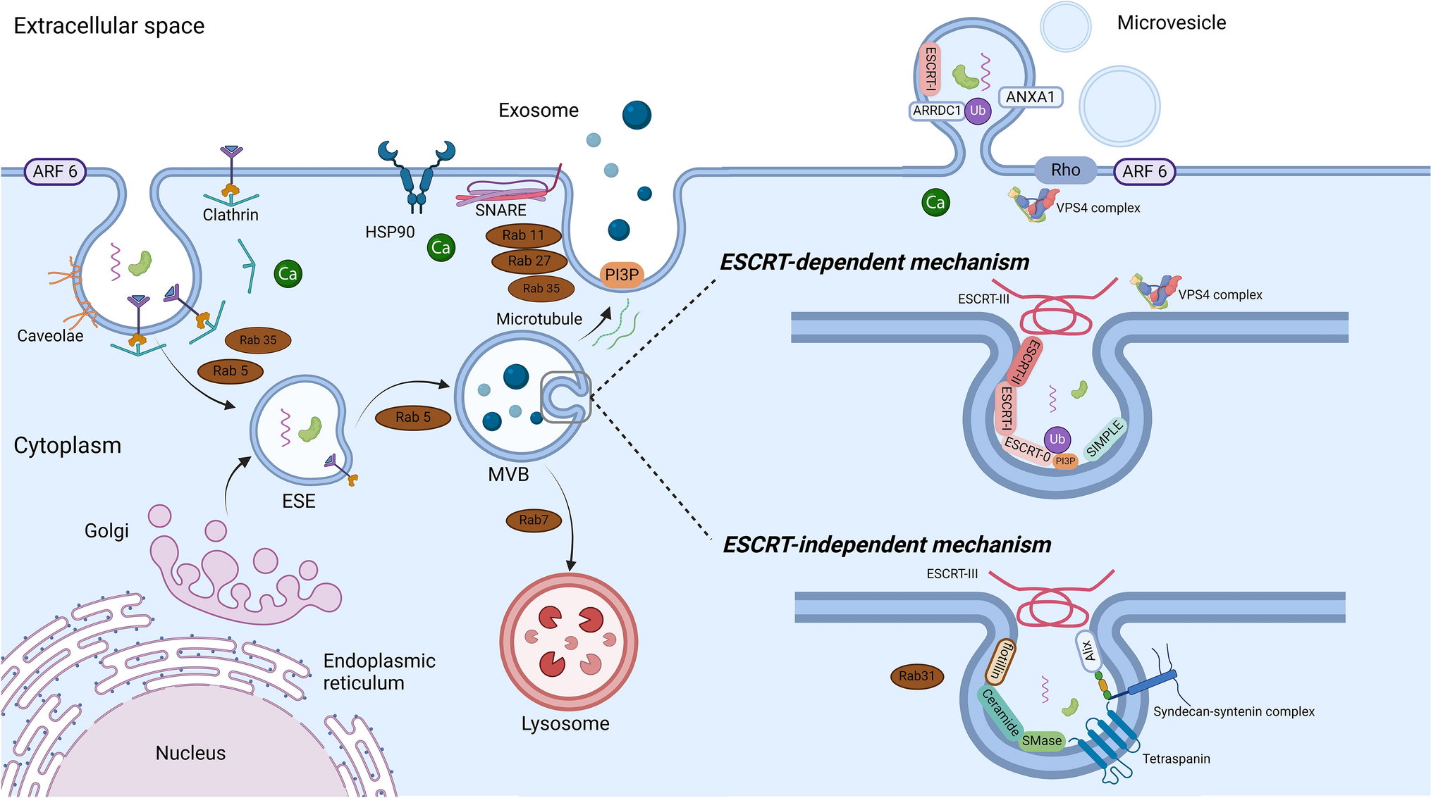 Extracellular Vesicles and Immune Activation in Solid Organ Transplantation: The Impact of Immunosuppression