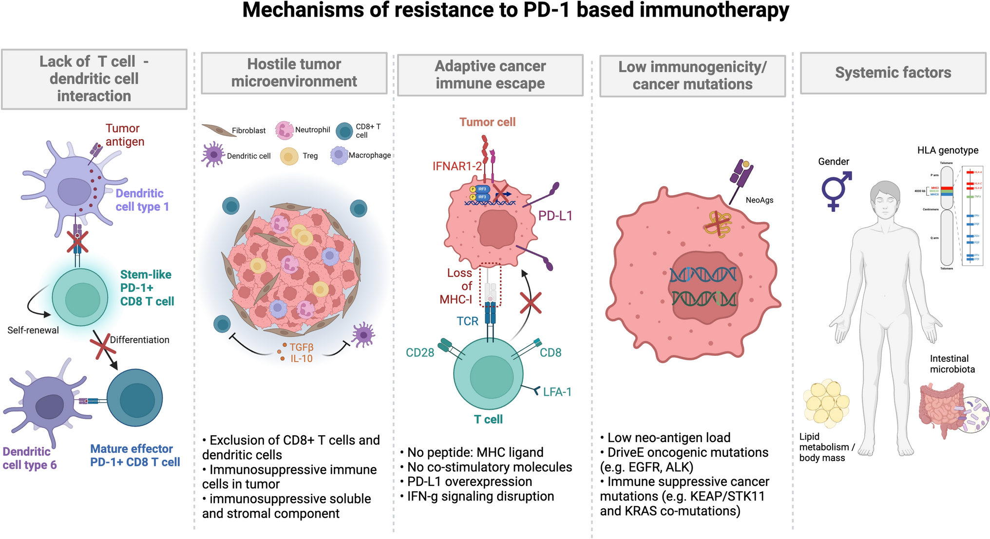 Primary and Acquired Resistance to Immunotherapy with Checkpoint Inhibitors in NSCLC: From Bedside to Bench and Back