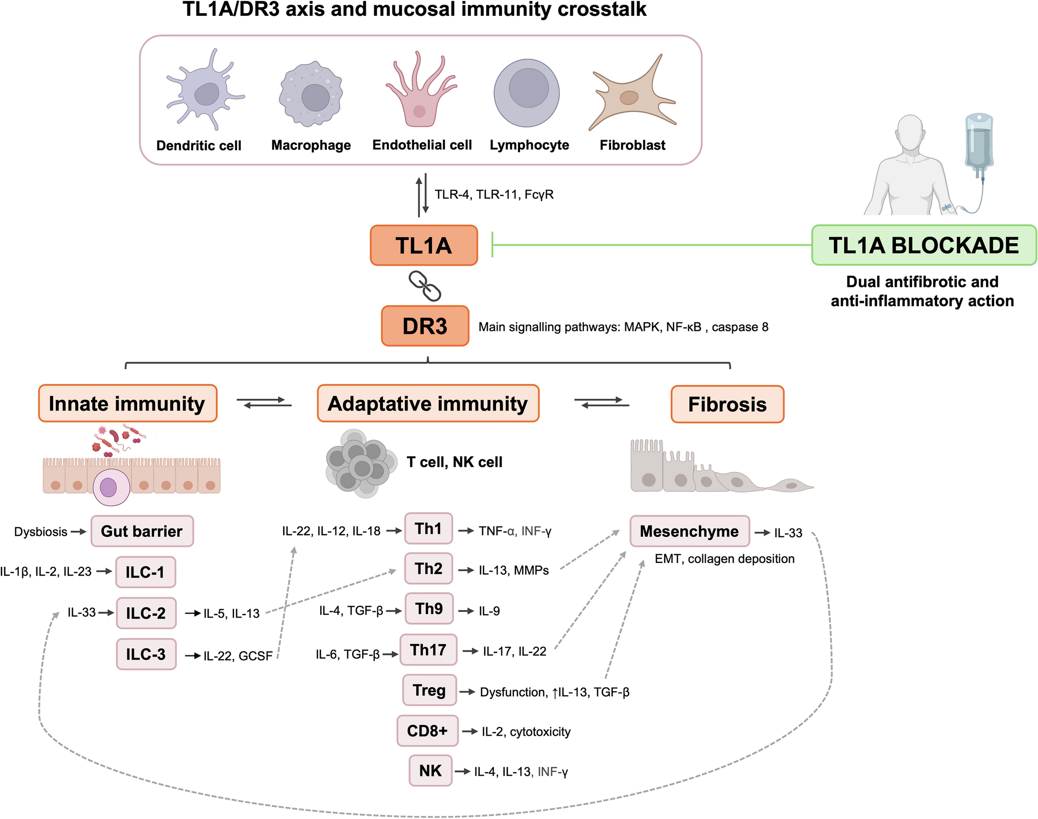TL1A Inhibition in Inflammatory Bowel Disease: A Pipeline Review