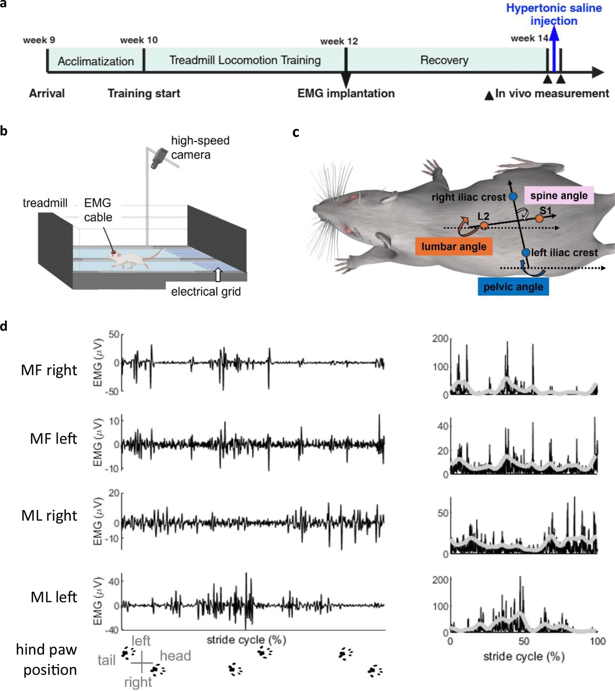 Effects of experimentally induced lumbar nociception on trunk motor control in the rat during locomotion