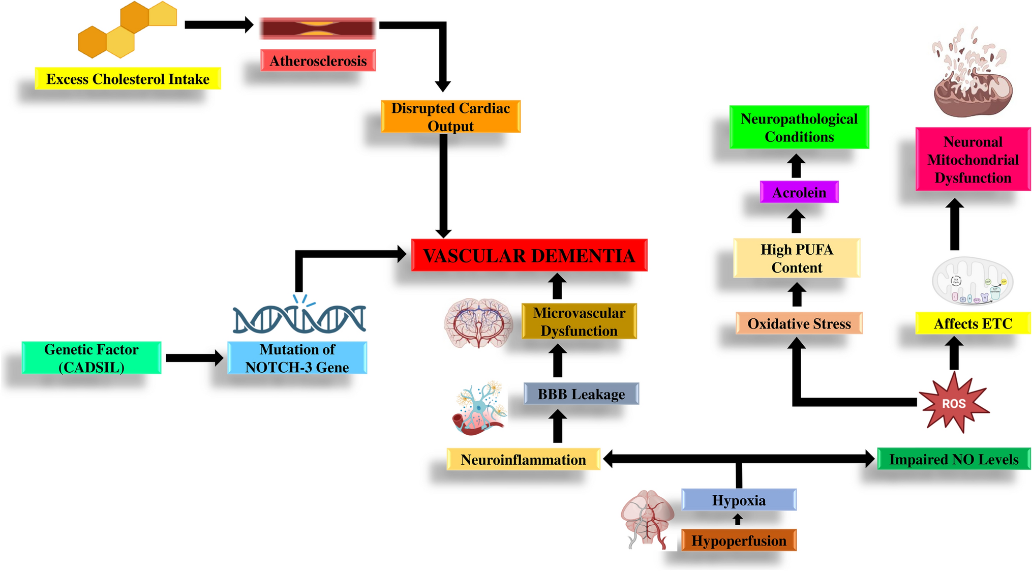 Unraveling the role of brain renin angiotensin system in vascular dementia: mechanisms and therapeutic perspectives