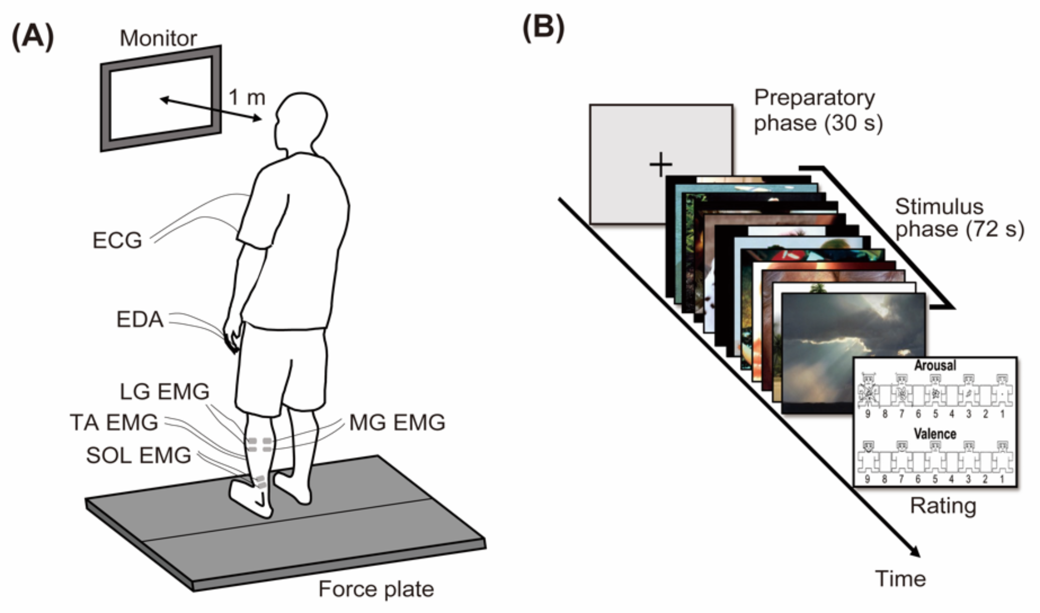 Modulation of individual and synchronized activities of ankle plantarflexors during quiet standing in aroused emotions