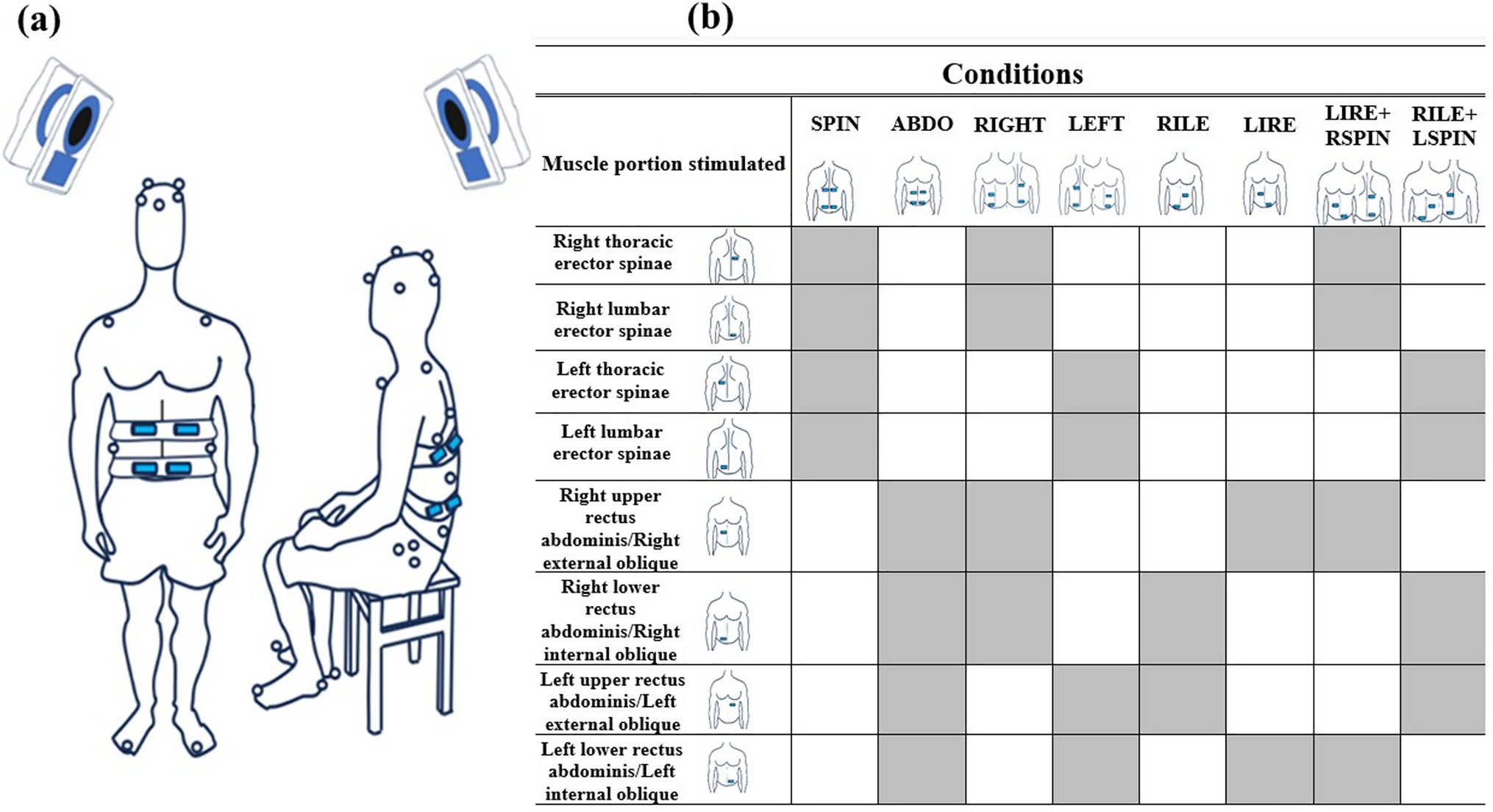 Perceptions and trunk movements elicited by trunk muscle vibration in young adults in static position