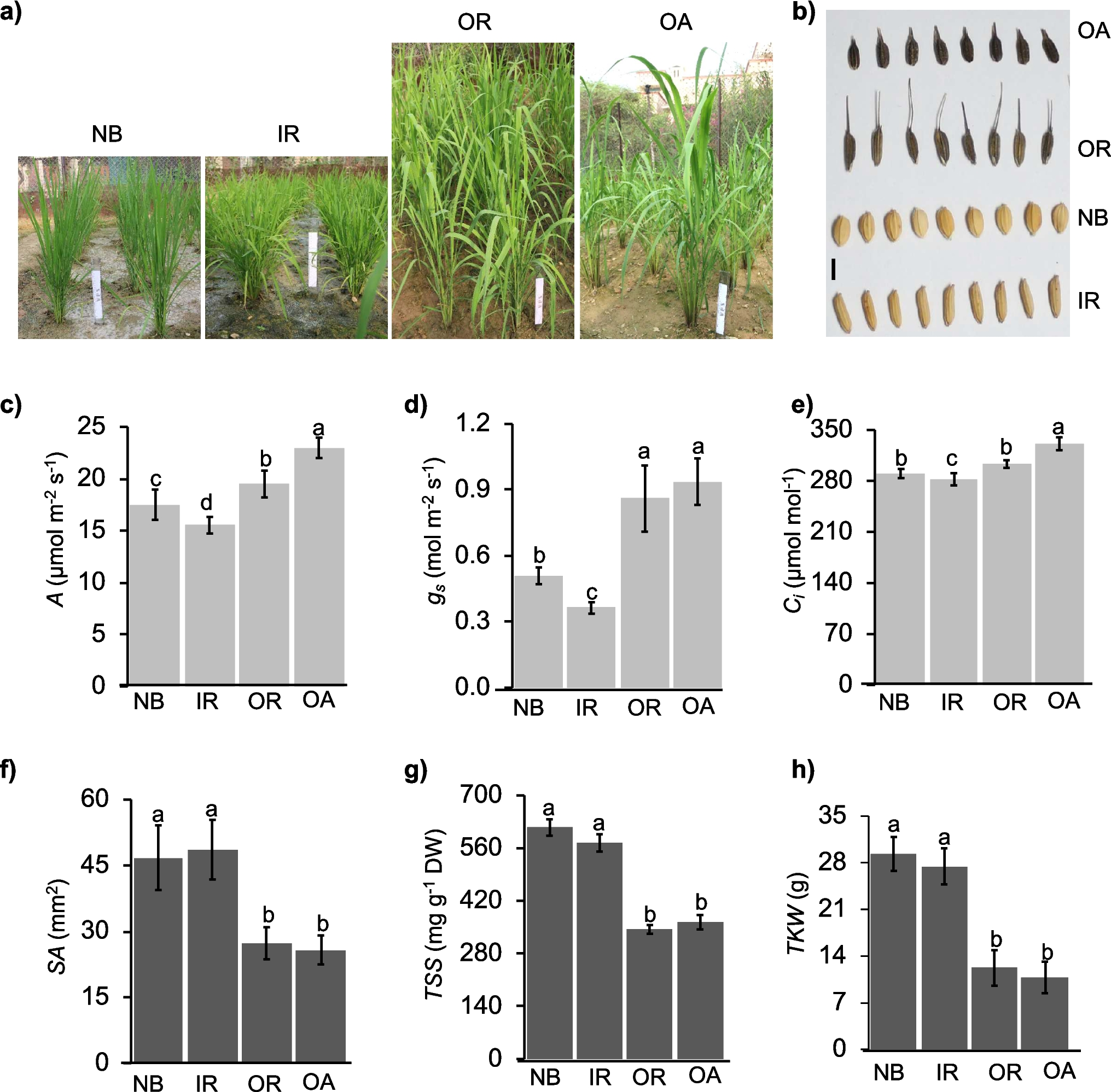 Integration of metabolite and transcriptome profiles of cultivated and wild rice to unveil gene regulatory networks and key genes determining rice source and sink strength