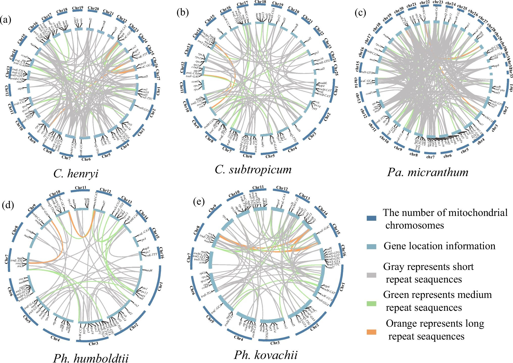 Mitochondrial genome evolution in the orchid subfamily Cypripedioideae (Orchidaceae)