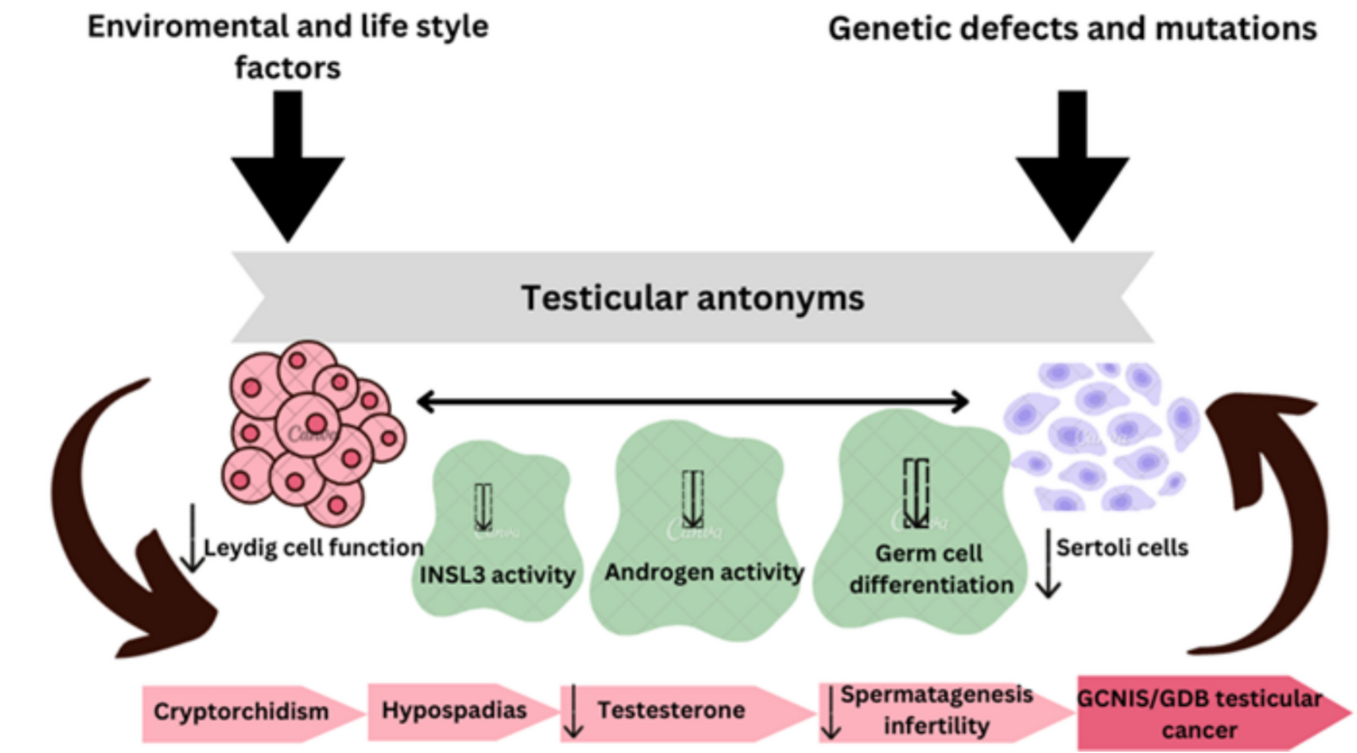 Exploring the molecular pathways of miRNAs in testicular cancer: from diagnosis to therapeutic innovations