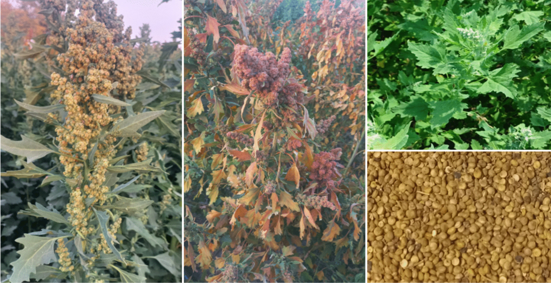 In silico analysis of  () gene in different cultivars of