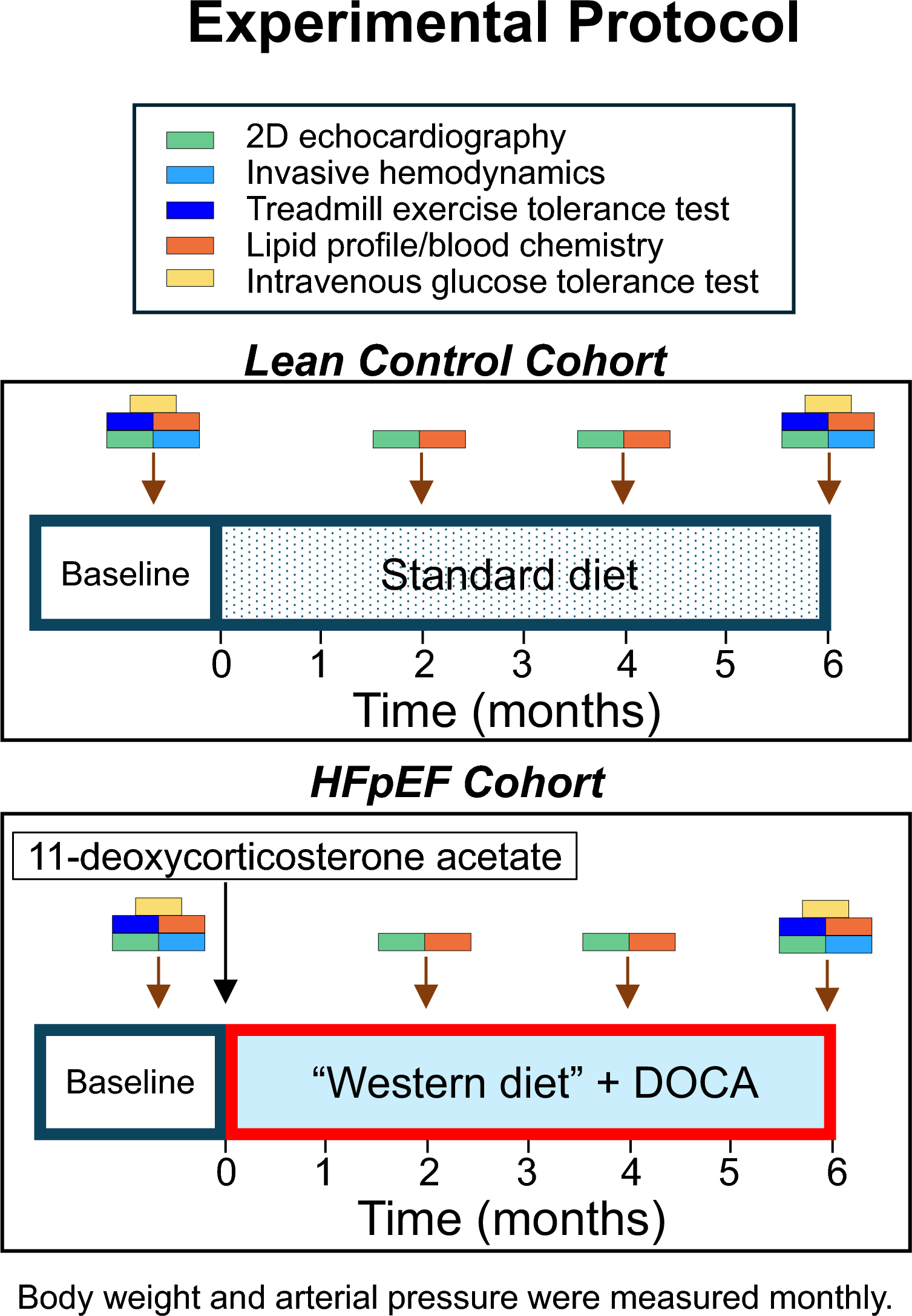 A new model of heart failure with preserved ejection fraction induced by metabolic syndrome in Ossabaw miniature swine