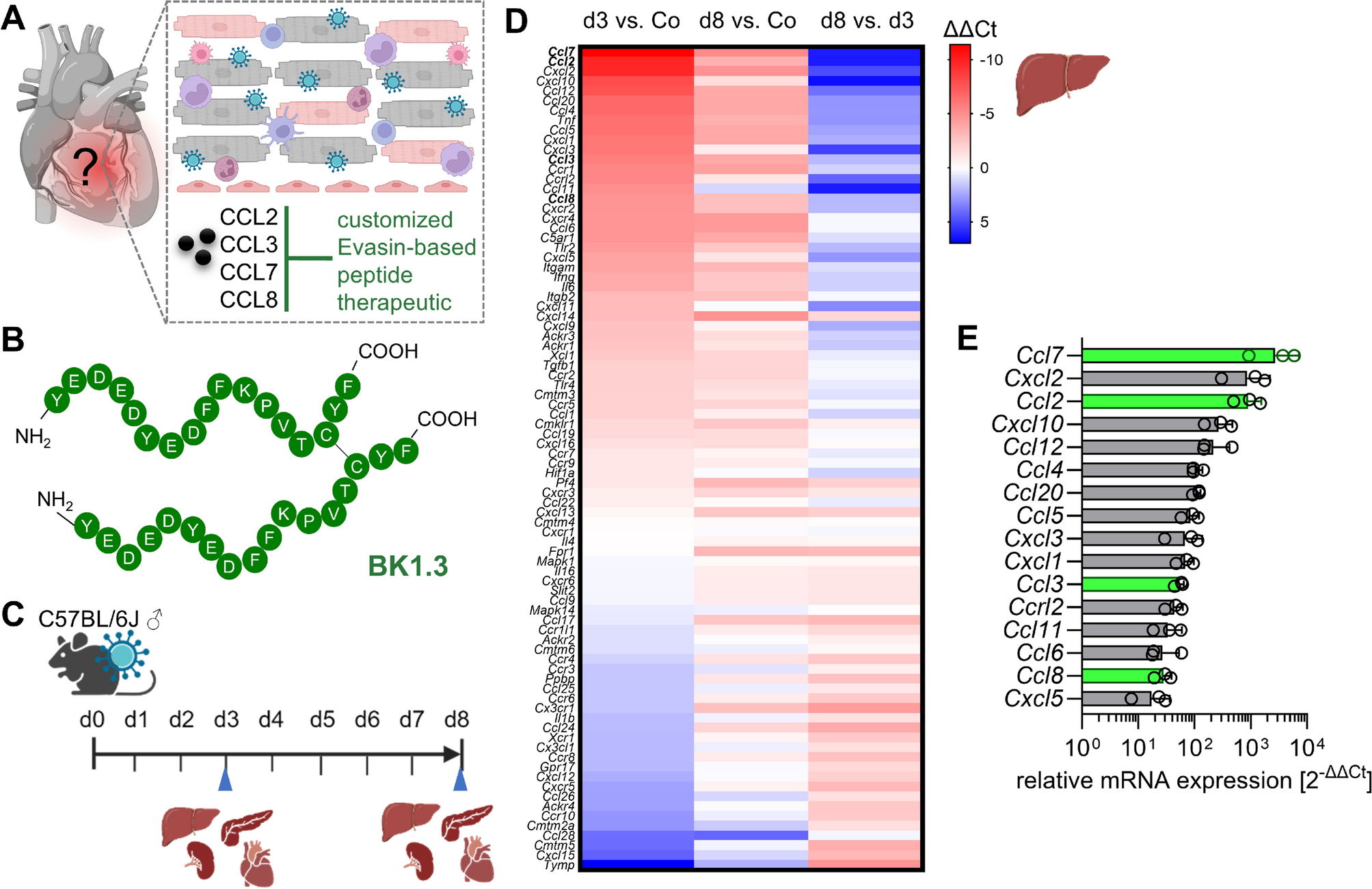 Assessing customized multivalent chemokine-binding peptide treatment in a murine model of coxsackievirus B3 myocarditis