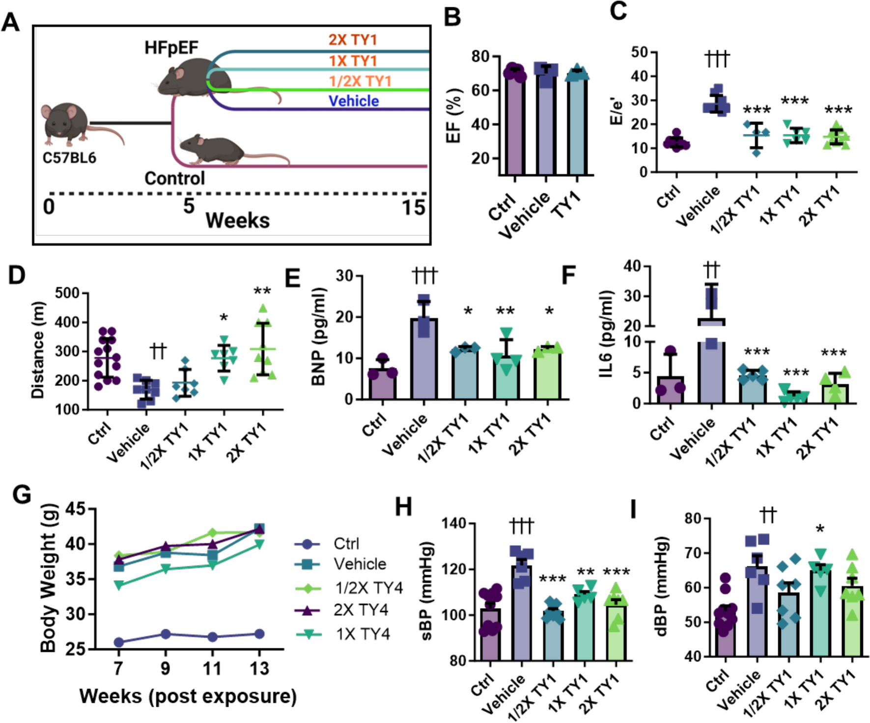 Intravenous and oral administration of the synthetic RNA drug, TY1, reverses heart failure with preserved ejection fraction in mice