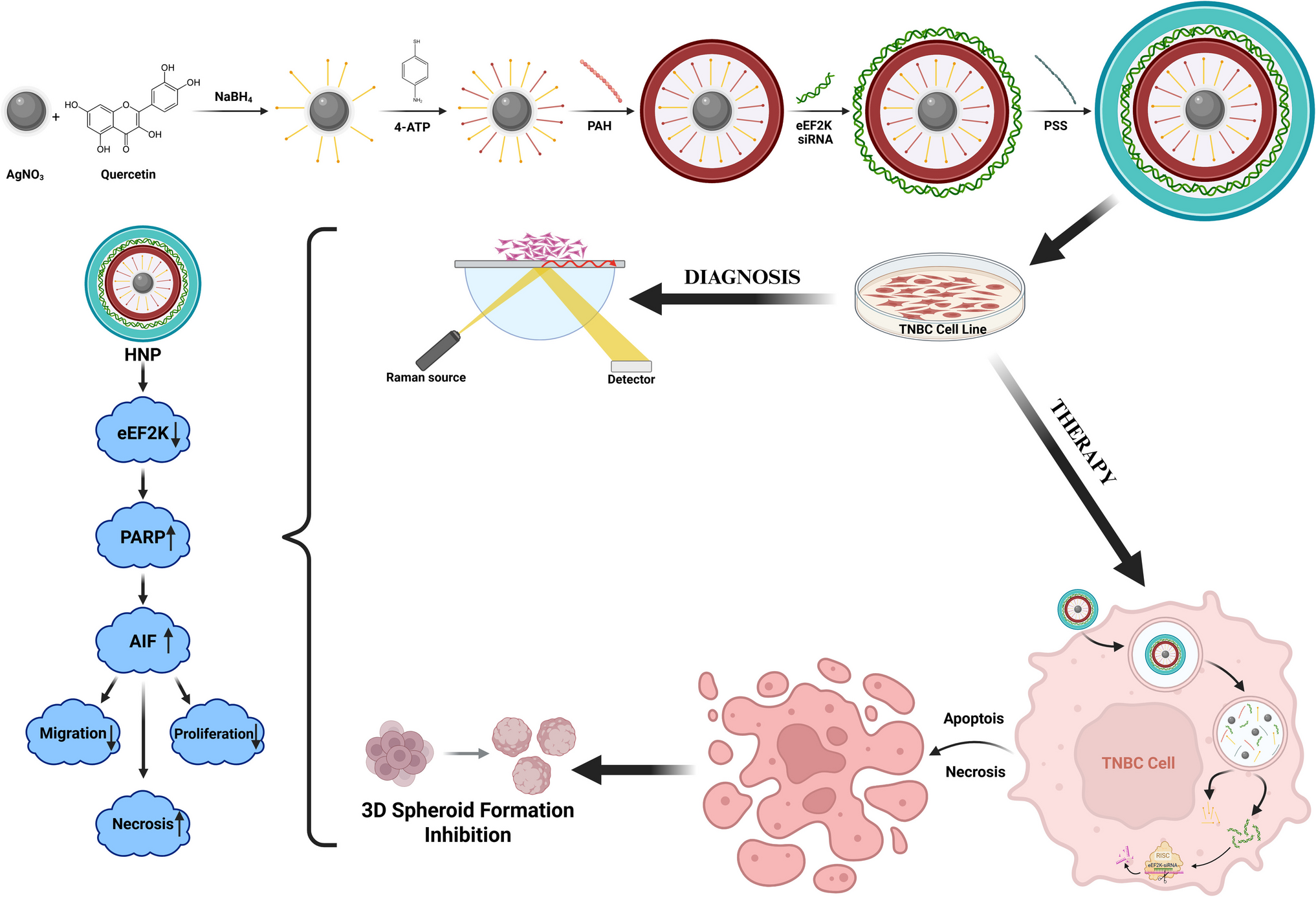 Development of silver-based hybrid nanoparticles loaded with eEF2 K-siRNA and quercetin against triple-negative breast cancer